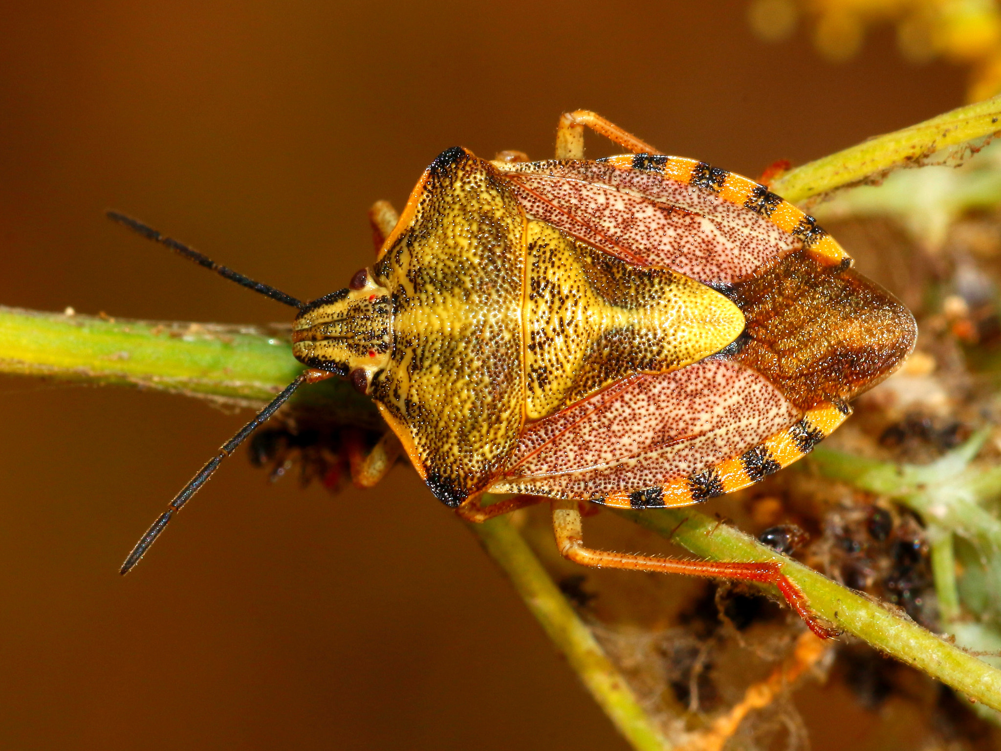 Tamron SP AF 90mm F2.8 Di Macro sample photo. Chinche photography