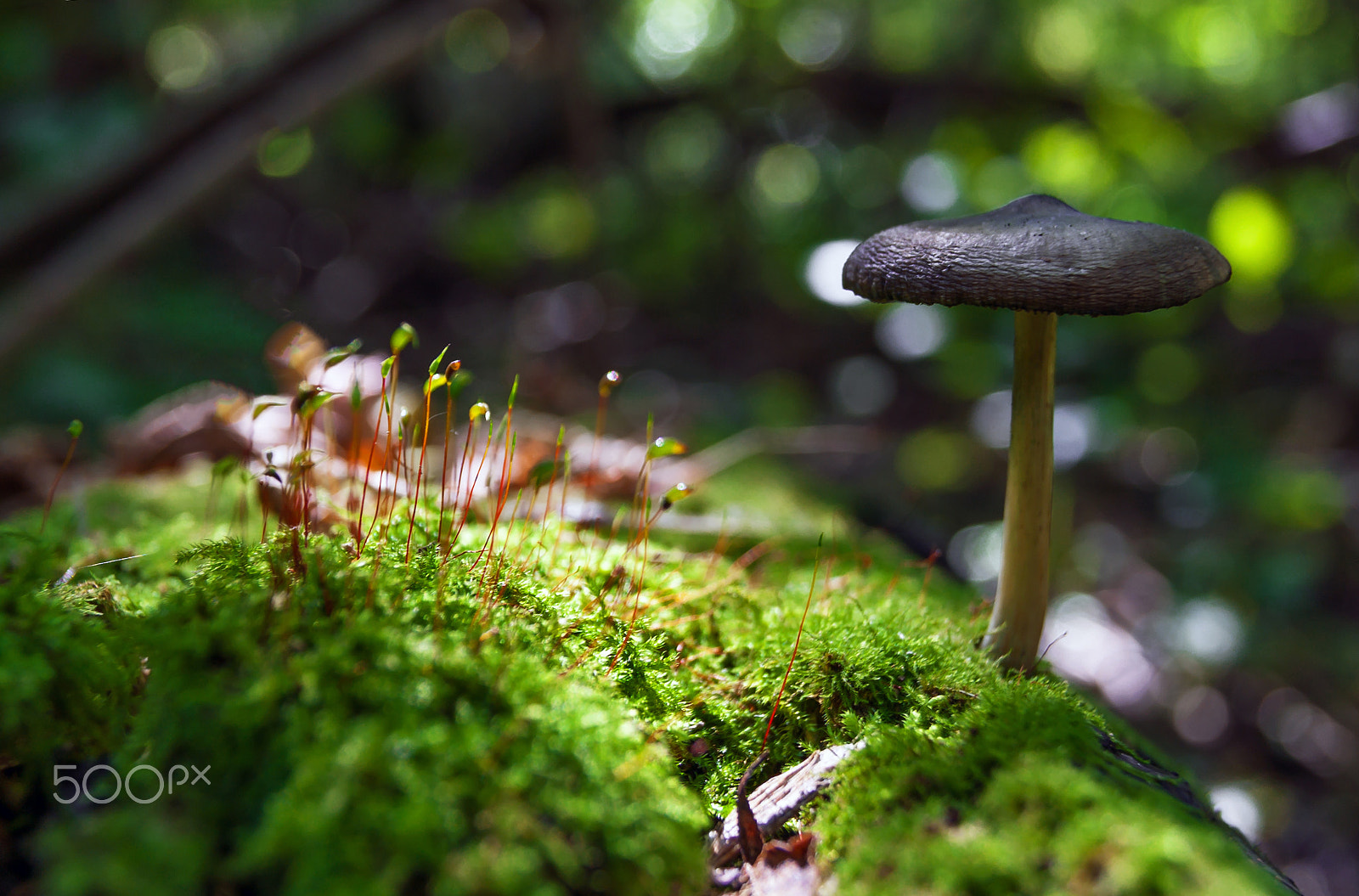 Sony Alpha DSLR-A230 + Sony DT 18-55mm F3.5-5.6 SAM sample photo. Mushroom in moss... photography