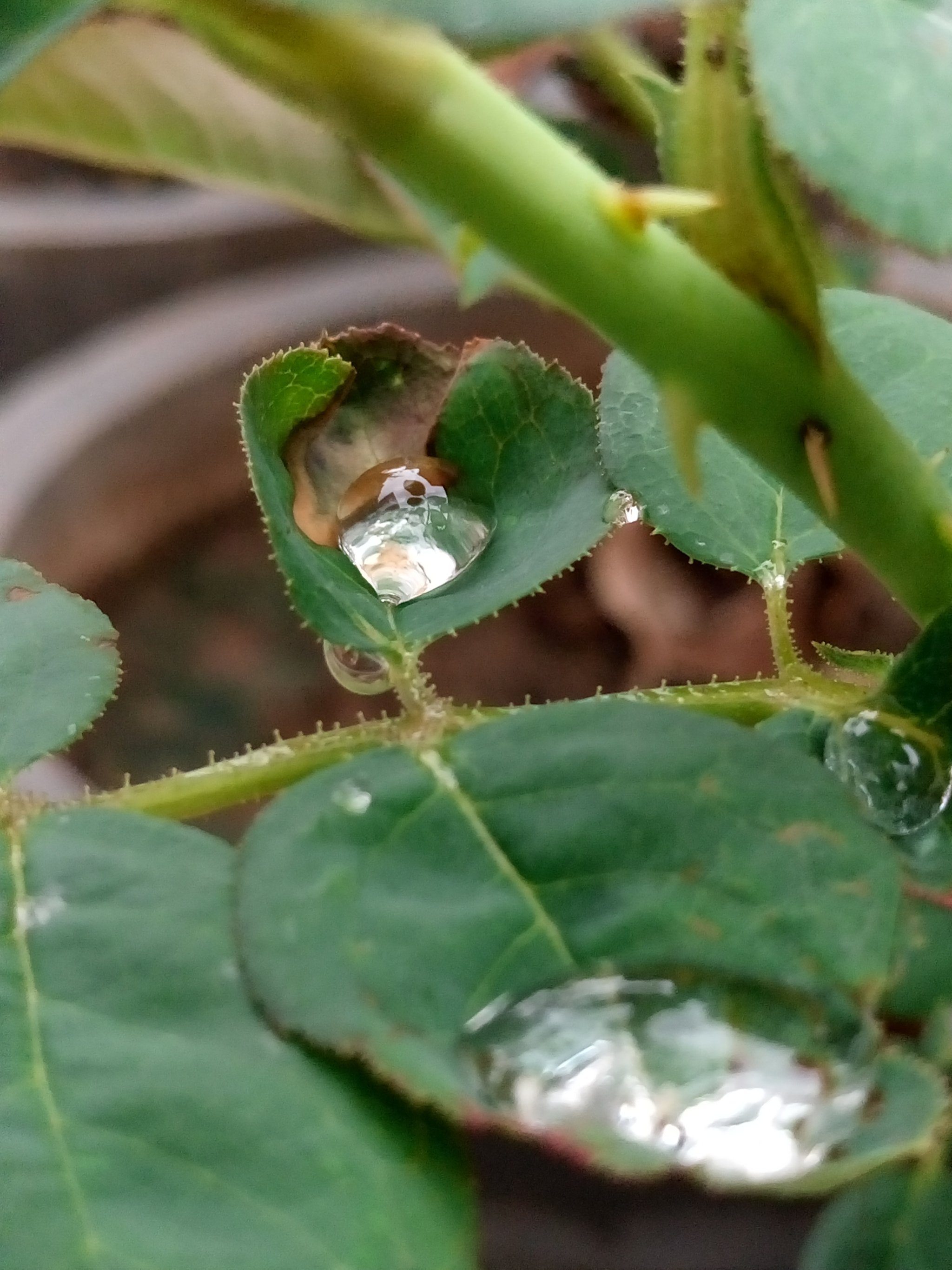 Sony Xperia M5 Dual sample photo