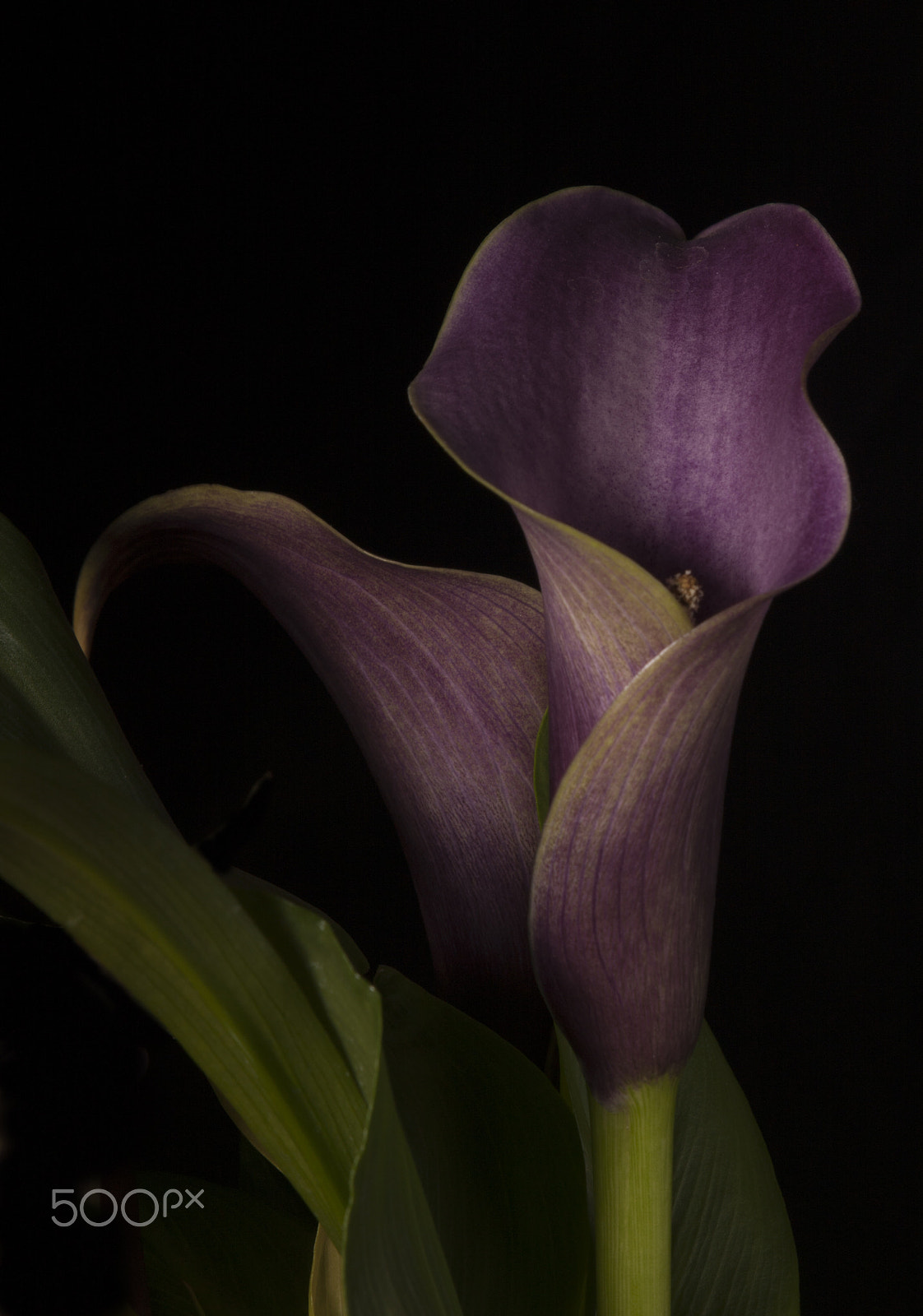 Canon EOS-1Ds Mark III sample photo. Calla lily 1 photography