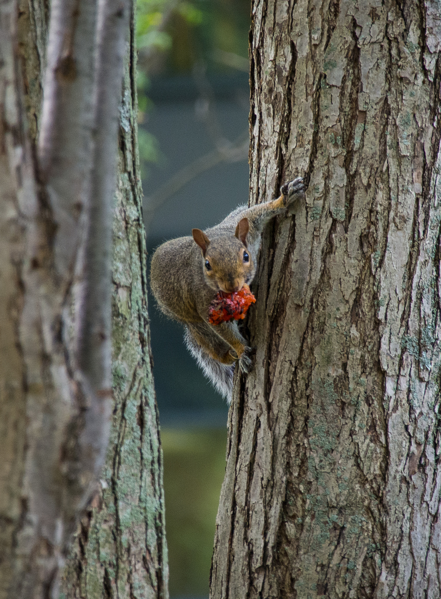 Tamron 14-150mm F3.5-5.8 Di III sample photo. Dinner time photography