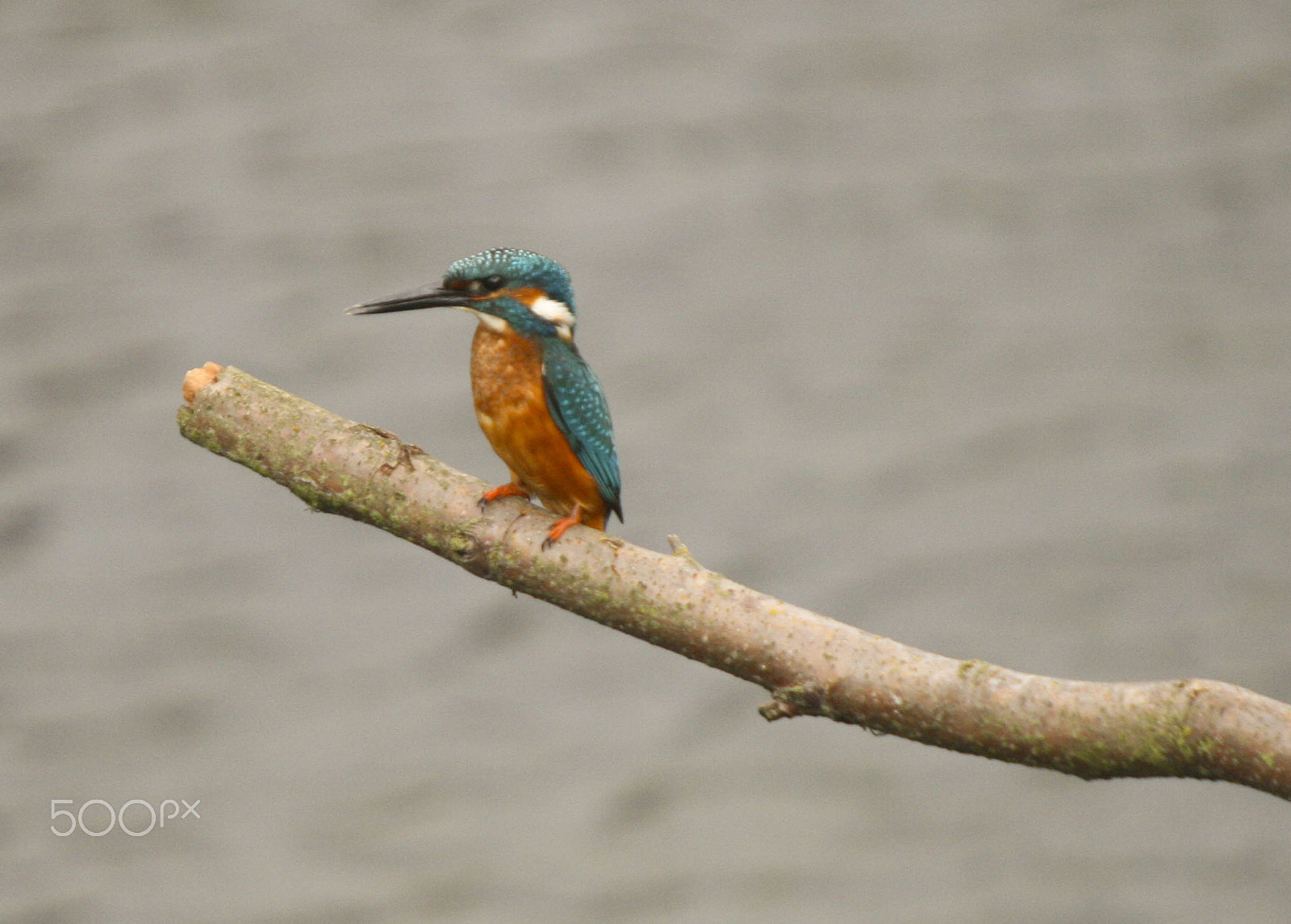 Sigma 50-500mm f/4-6.3 APO HSM EX sample photo. Kingfisher photography
