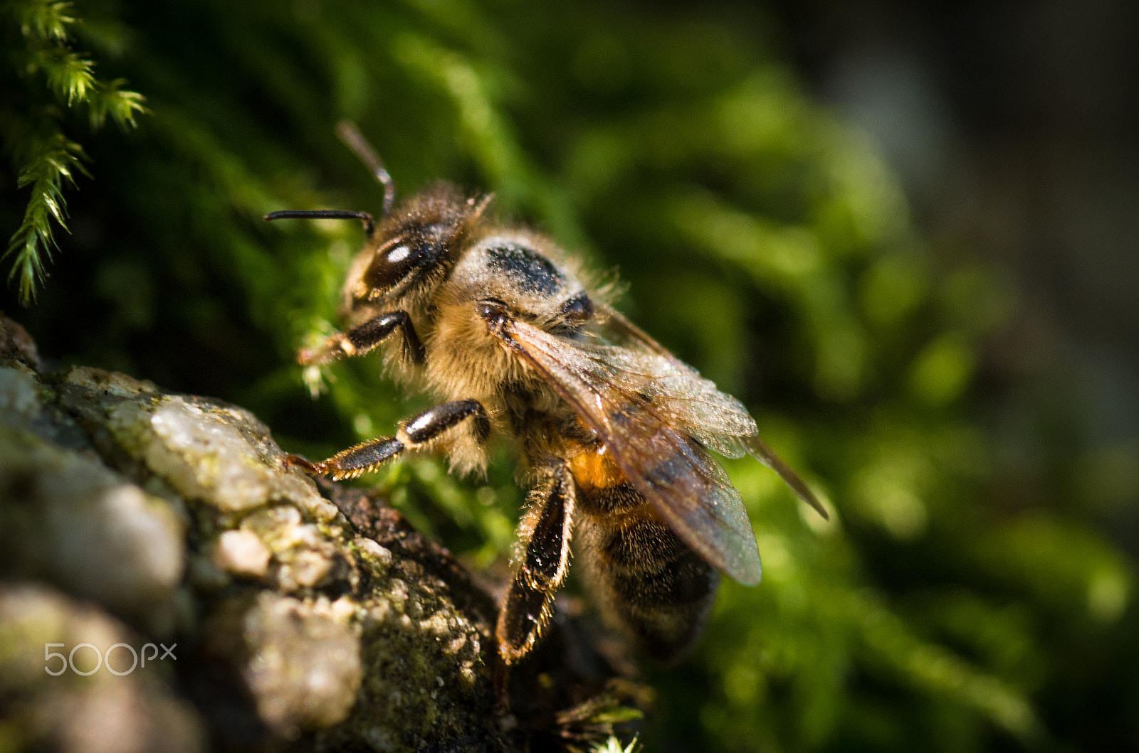 Pentax K-50 + Tamron SP AF 90mm F2.8 Di Macro sample photo. Bee photography