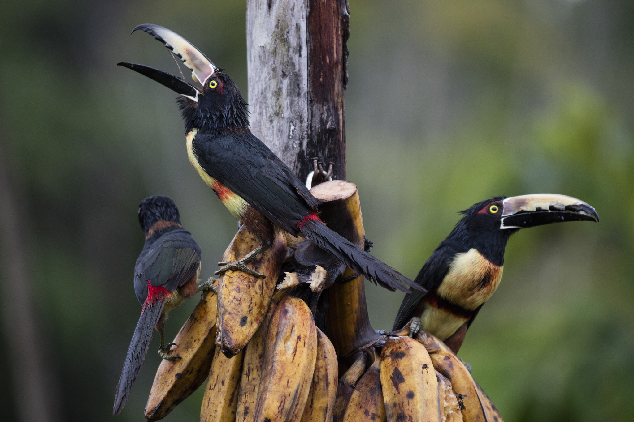 Canon EOS 5DS R + Canon EF 70-200mm F2.8L IS II USM sample photo. Tucan photography