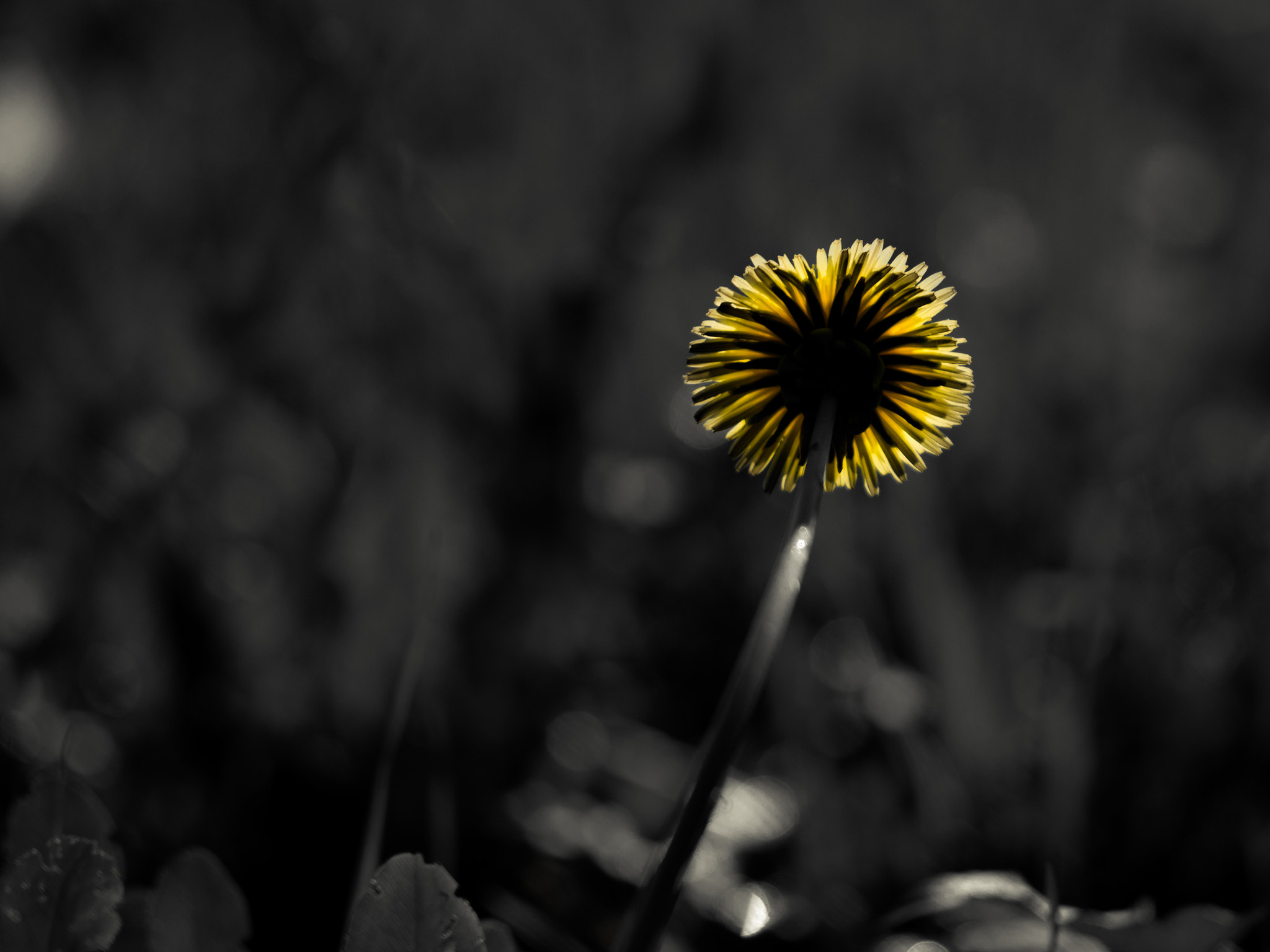 Sigma 150mm F2.8 EX DG Macro HSM sample photo. Sometimes beauty is behind the things you see first photography