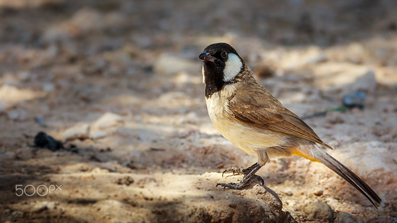 Sigma 150-600mm F5-6.3 DG OS HSM | C sample photo. "the bulbul of tehran" photography