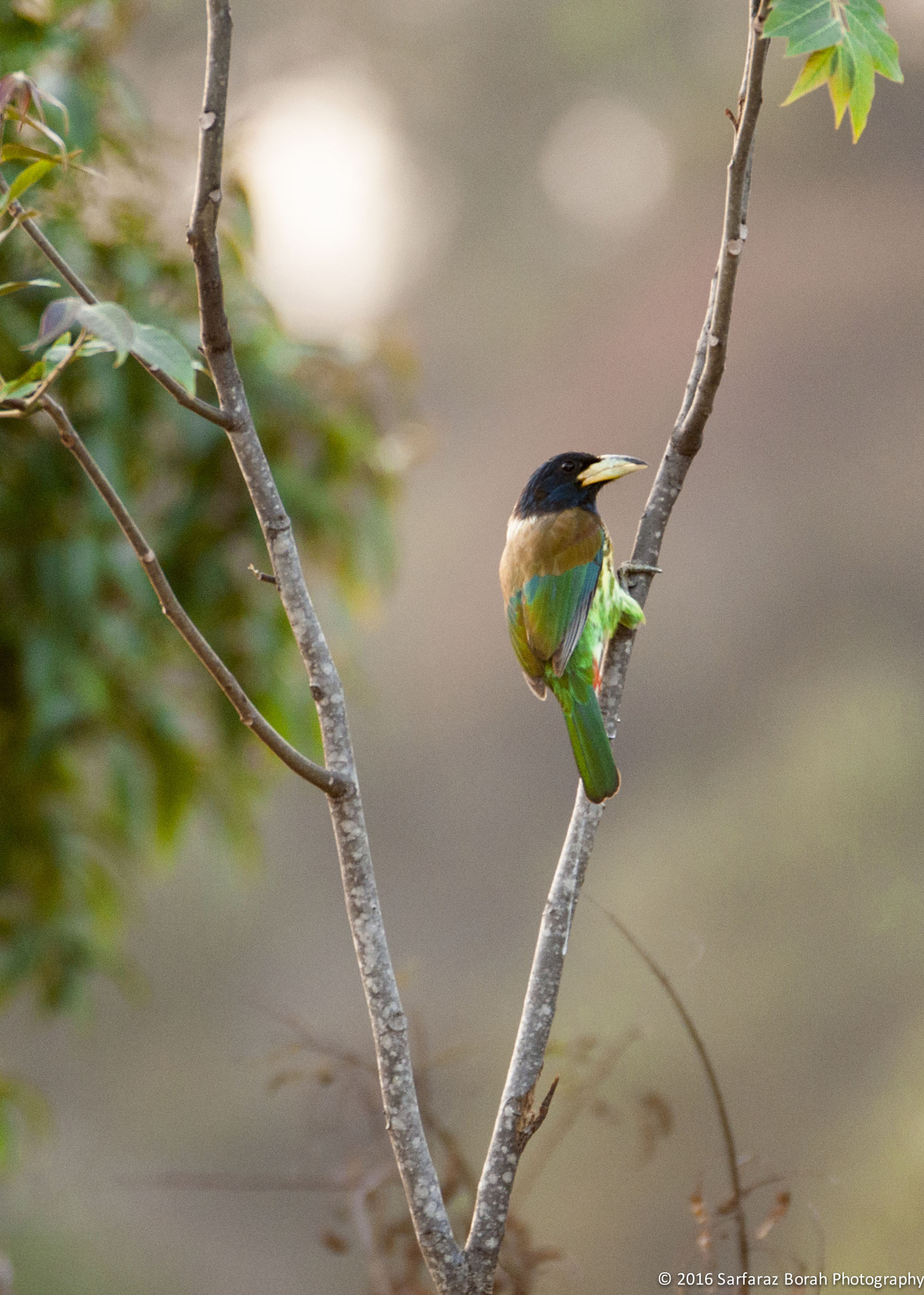 Sigma 120-300mm F2.8 EX DG HSM sample photo. Great babet [megalaima virens] photography
