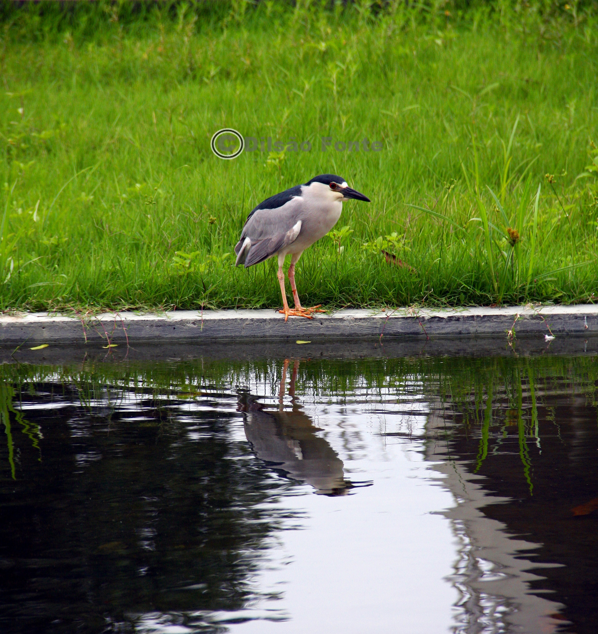 Canon EOS 40D sample photo. Img photography