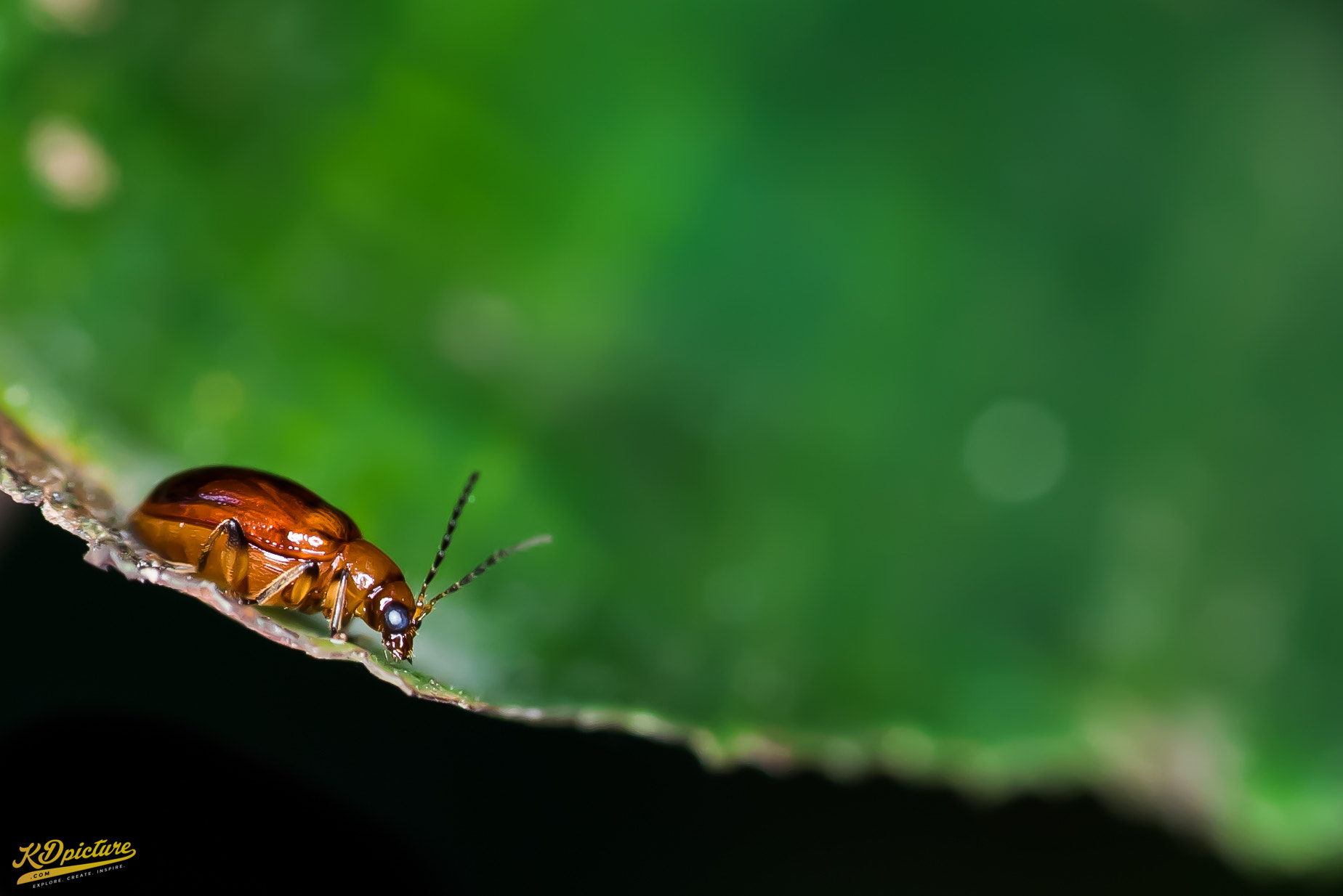 Nikon D750 + AF Nikkor 85mm f/1.8 sample photo. K macro photography