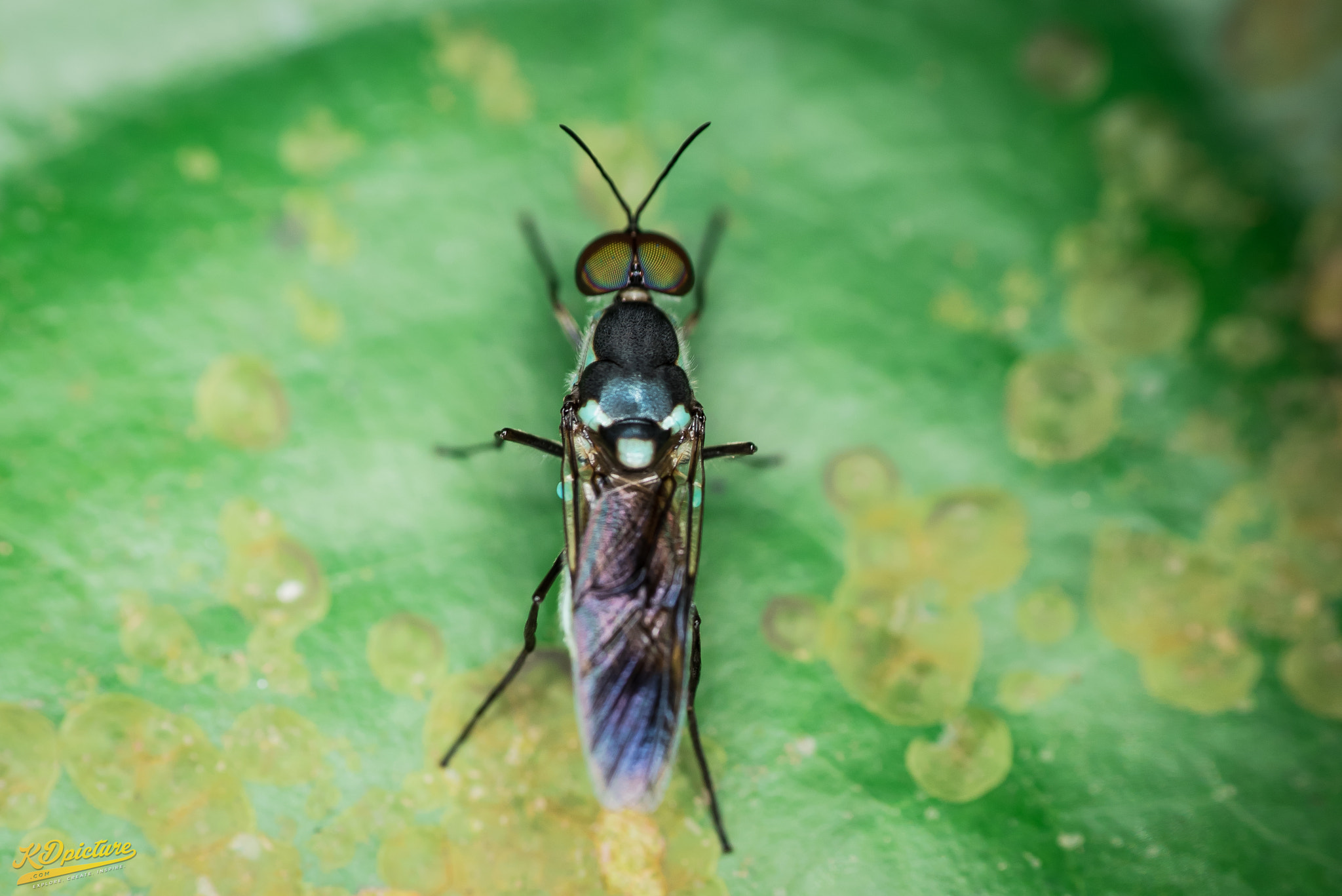 Nikon D750 + AF Nikkor 85mm f/1.8 sample photo. K macro photography