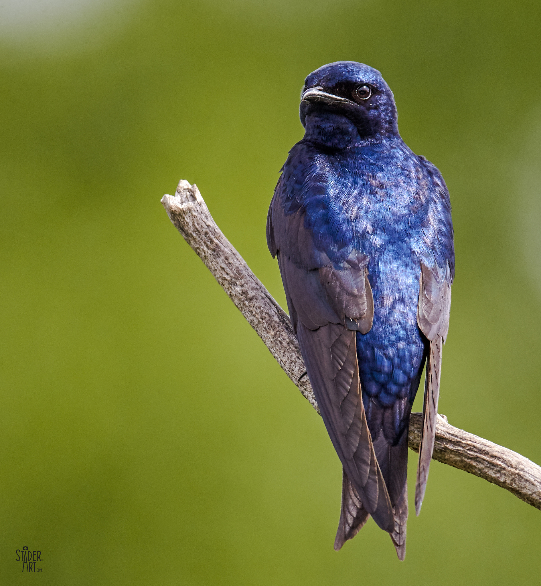 Canon EF 400mm F2.8L IS II USM sample photo. Color me purple photography