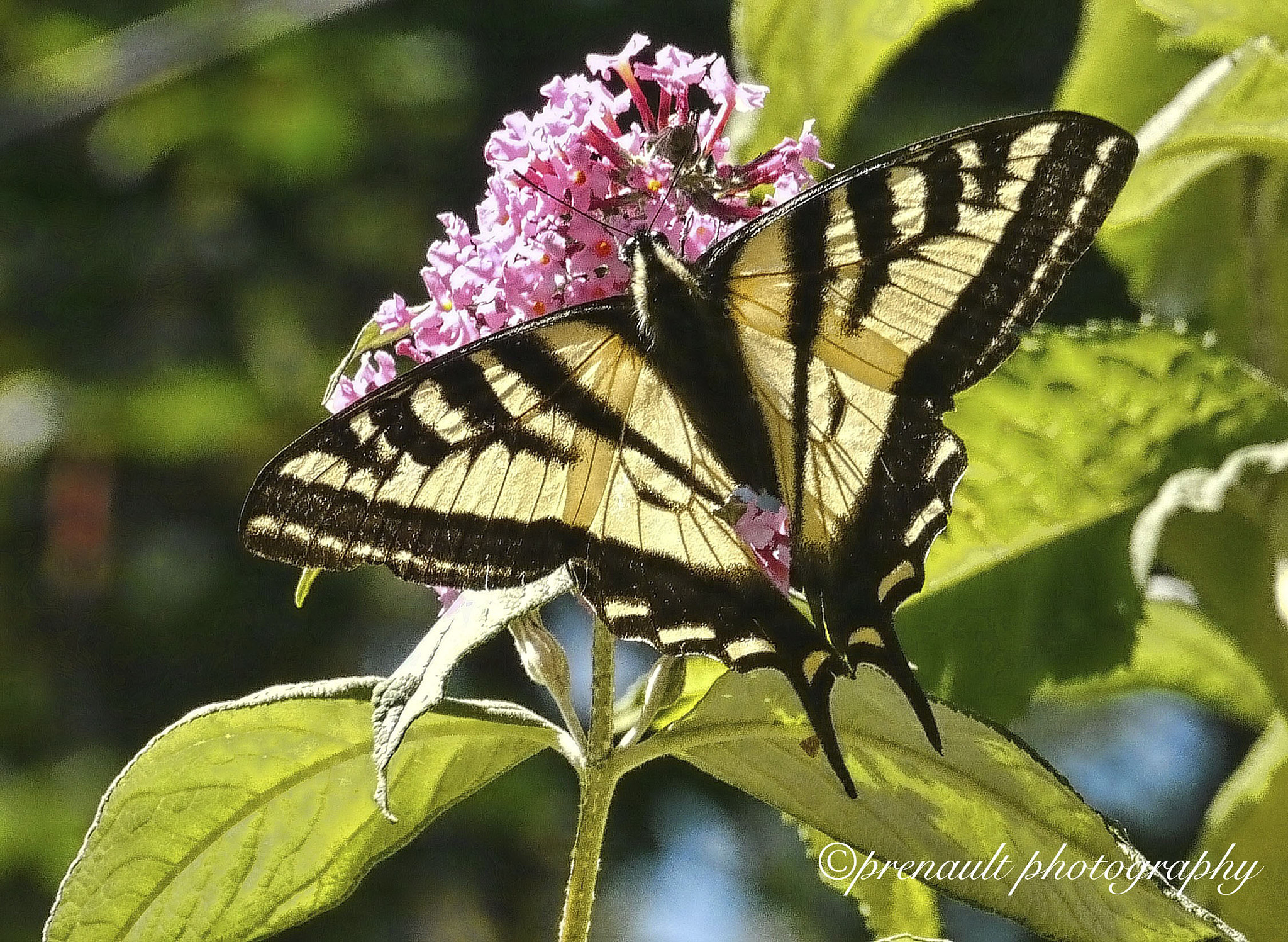 Panasonic Lumix DMC-GH1 sample photo. Tiger butterfly photography
