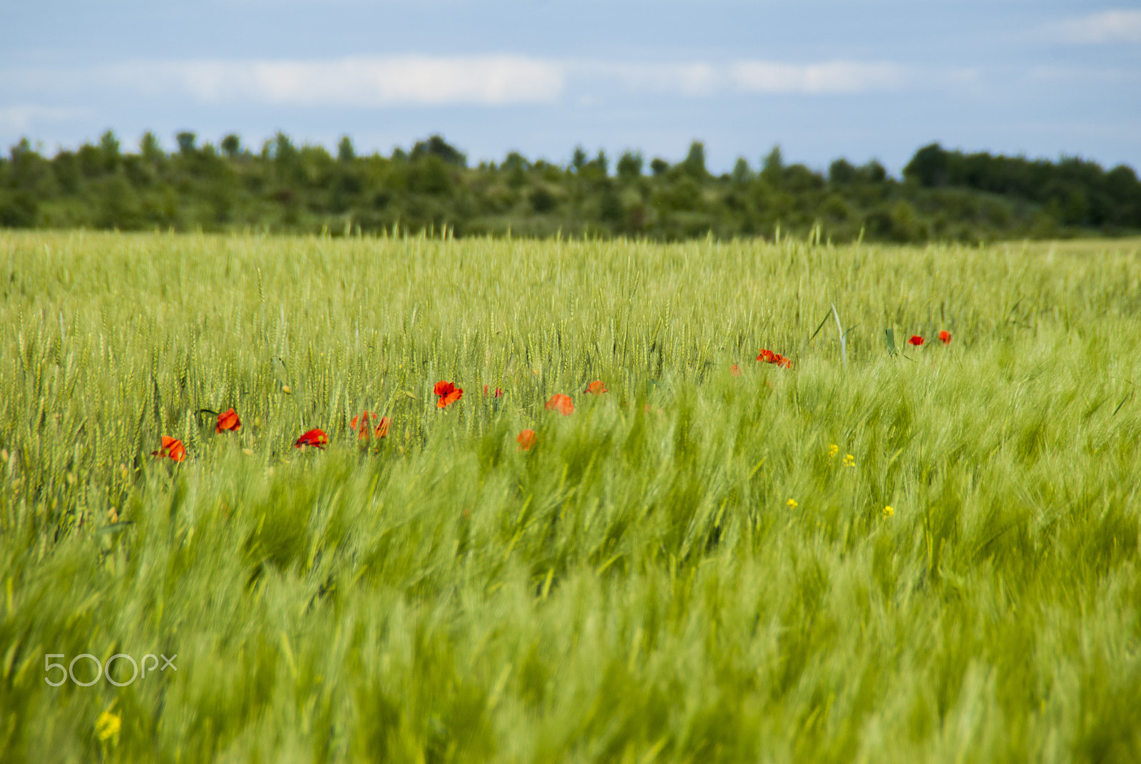 Nikon D200 sample photo. Poppies.jpg photography
