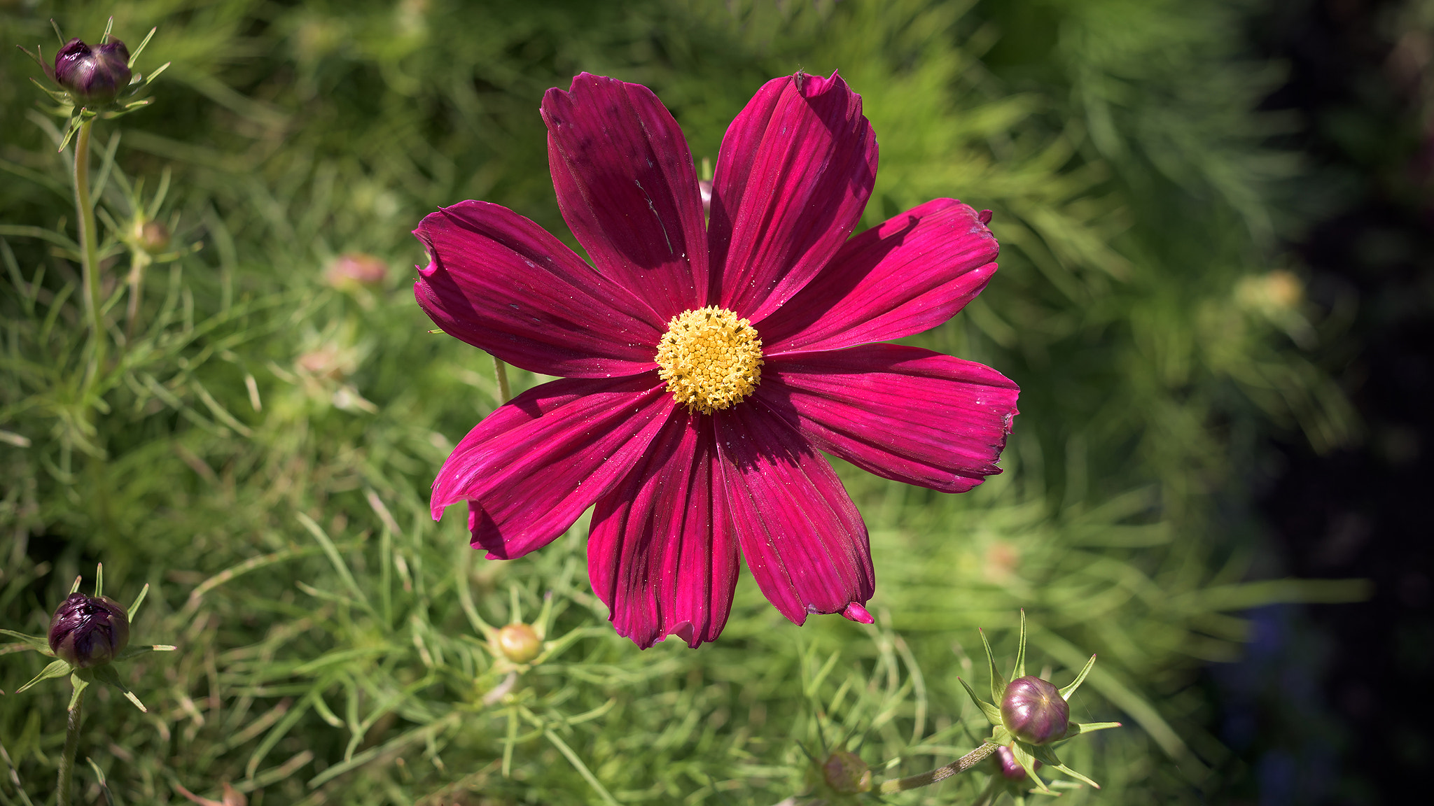 Nikon D810 + Nikon AF Nikkor 35mm F2D sample photo. Leaving summer flowers 1 photography