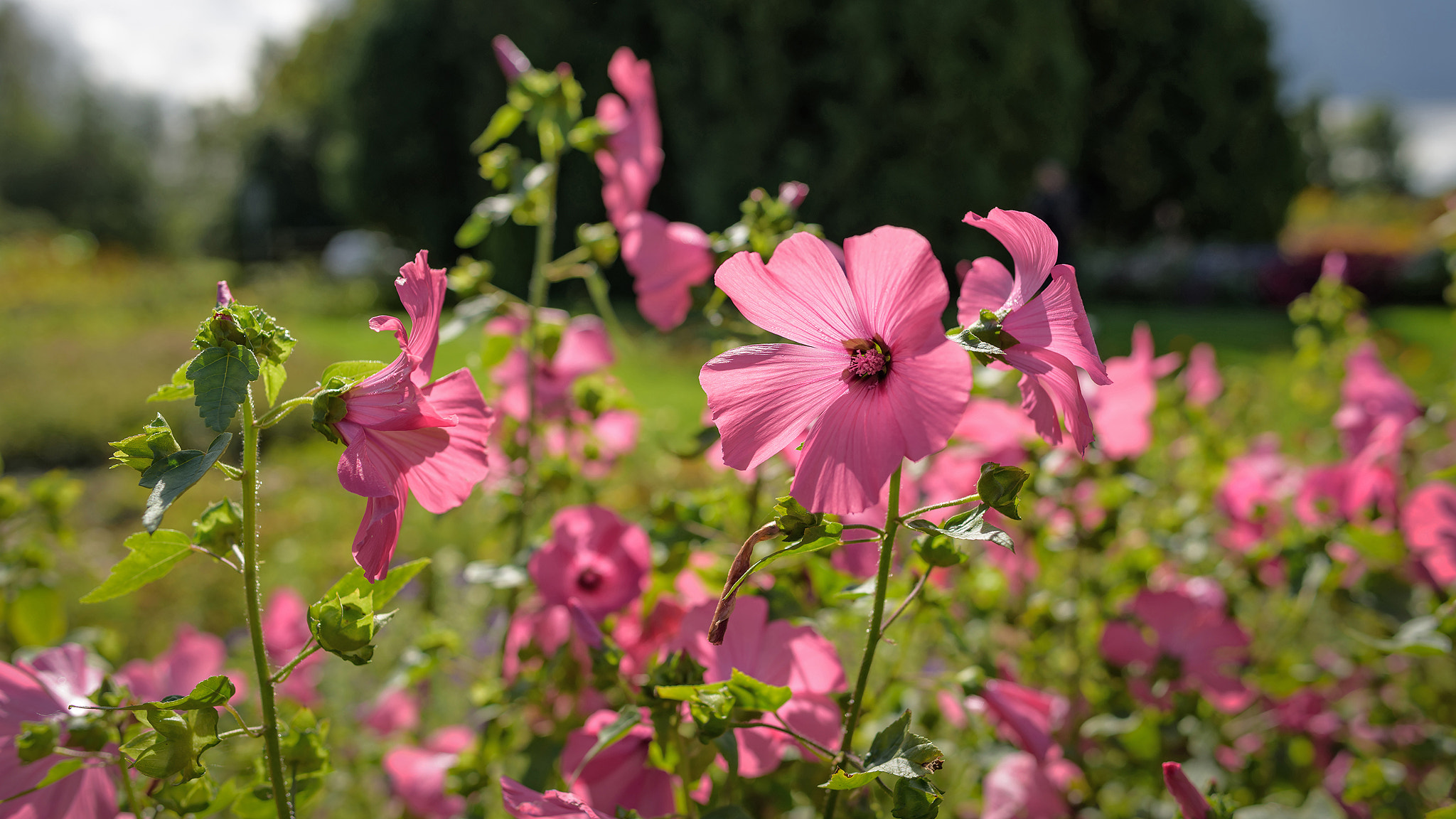 Nikon D810 + Nikon AF-S Nikkor 28mm F1.8G sample photo. Leaving summer flowers 2 photography