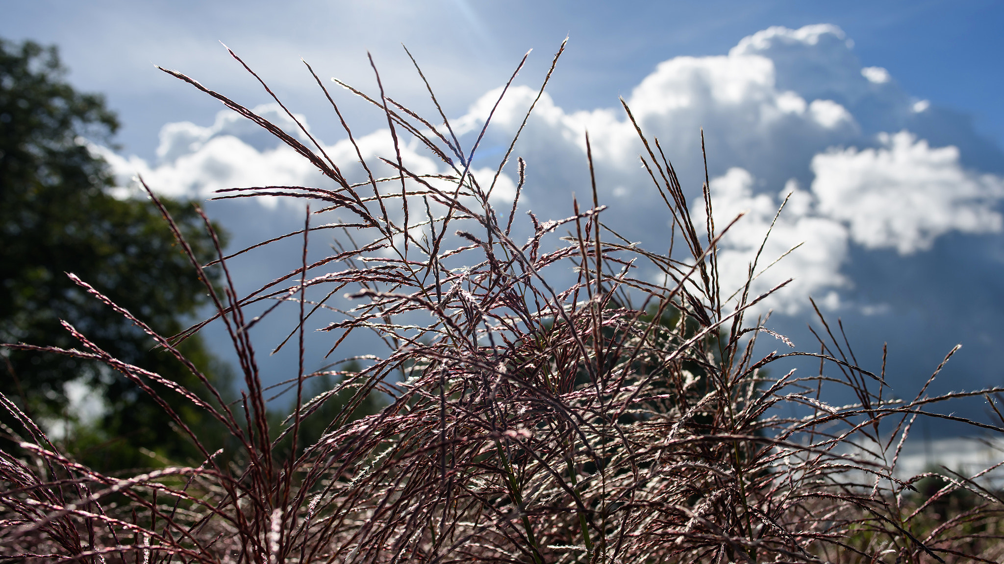 Nikon D810 + Nikon AF-S Nikkor 28mm F1.8G sample photo. Leaving summer flowers 3 photography