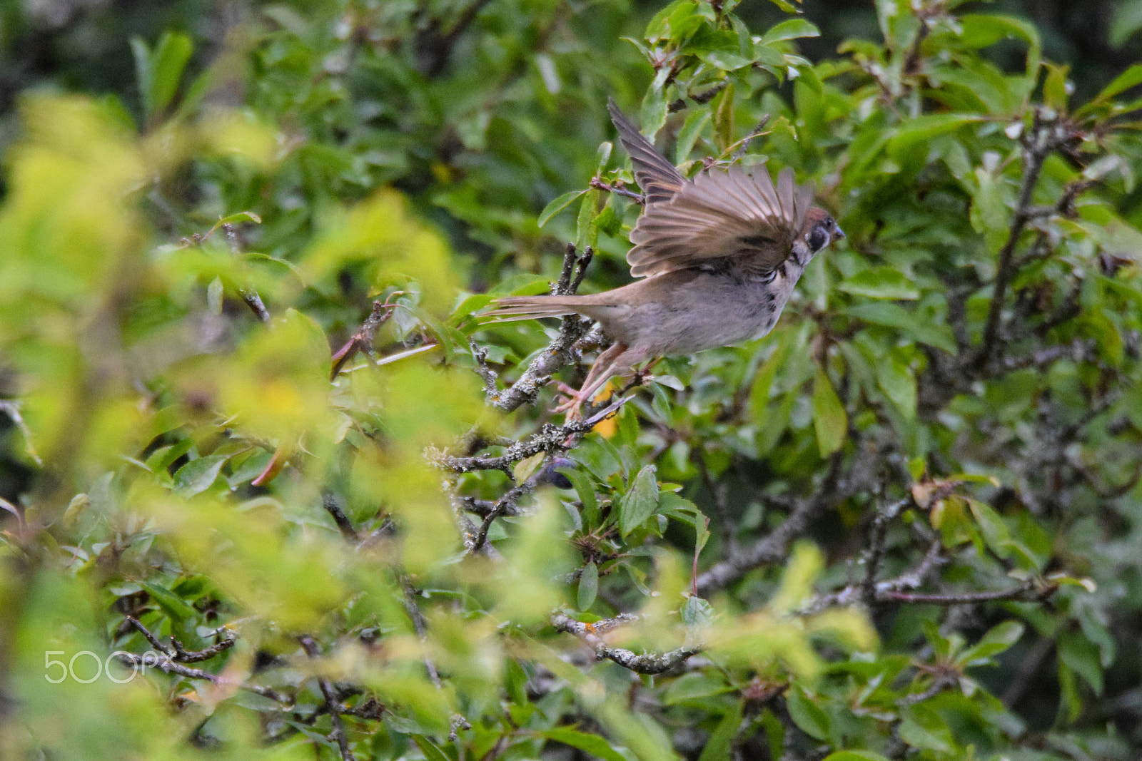 Tamron SP 150-600mm F5-6.3 Di VC USD sample photo. A tree sparrow doing its morning stretch photography
