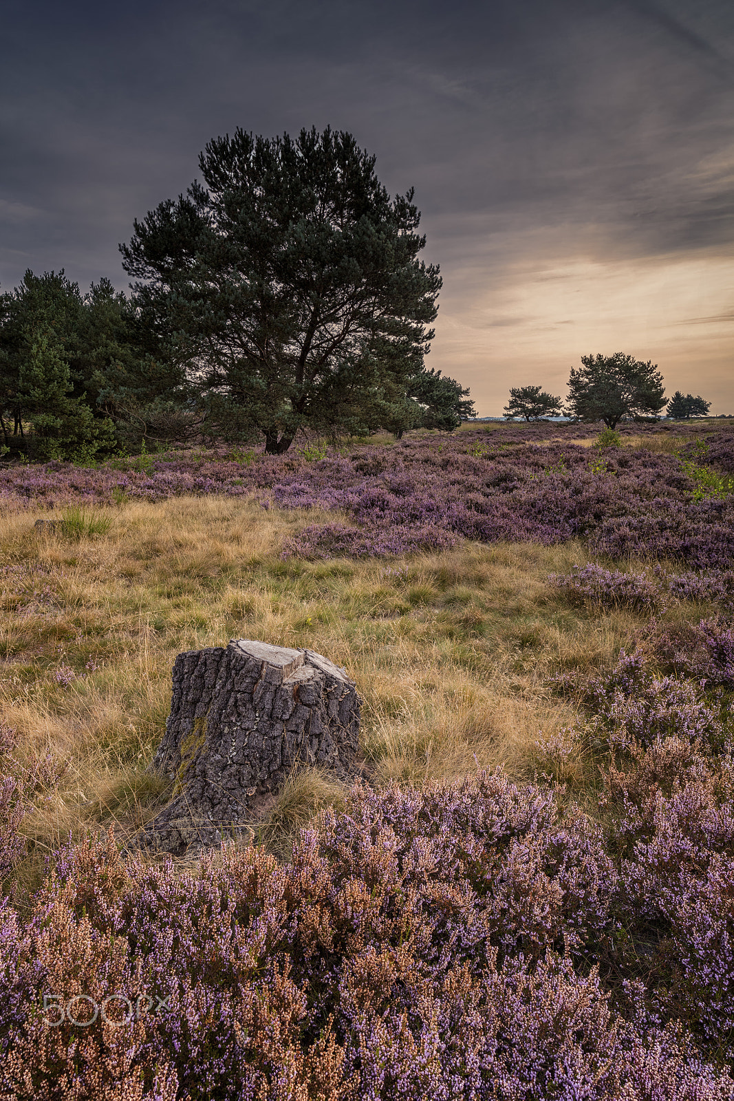 Canon EOS 5DS R sample photo. Mehlinger heide#4 photography