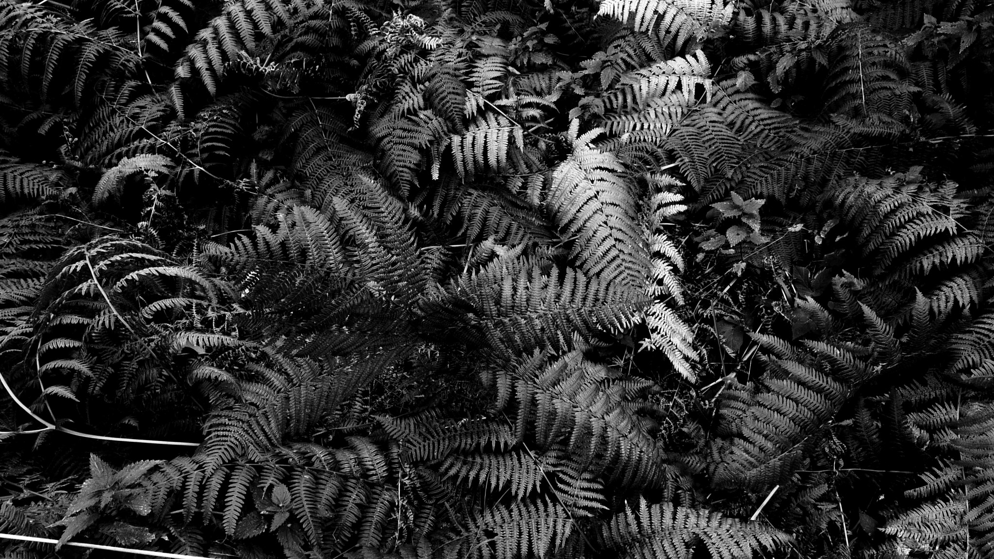 Pentax 02 Standard Zoom sample photo. Ferns photography