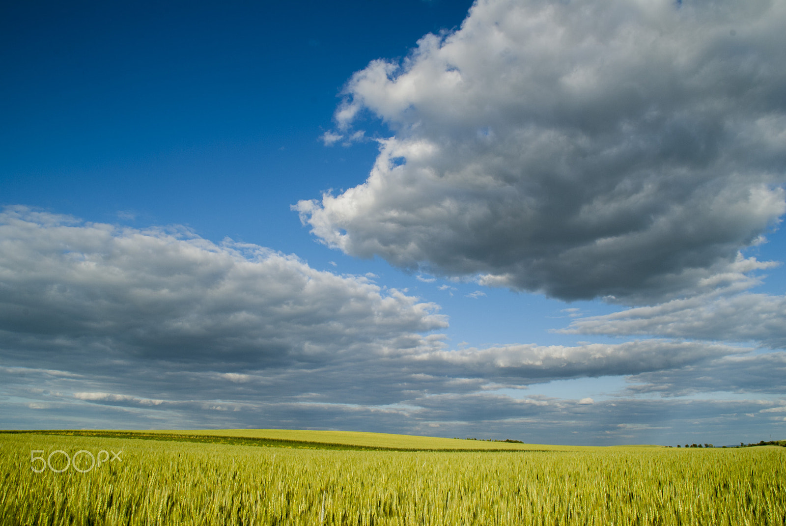Nikon D200 sample photo. Field.jpg photography