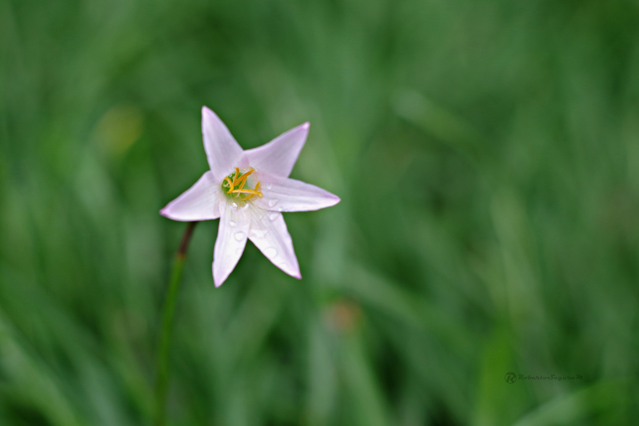 Pentax smc DA 50mm F1.8 sample photo. White & drops photography