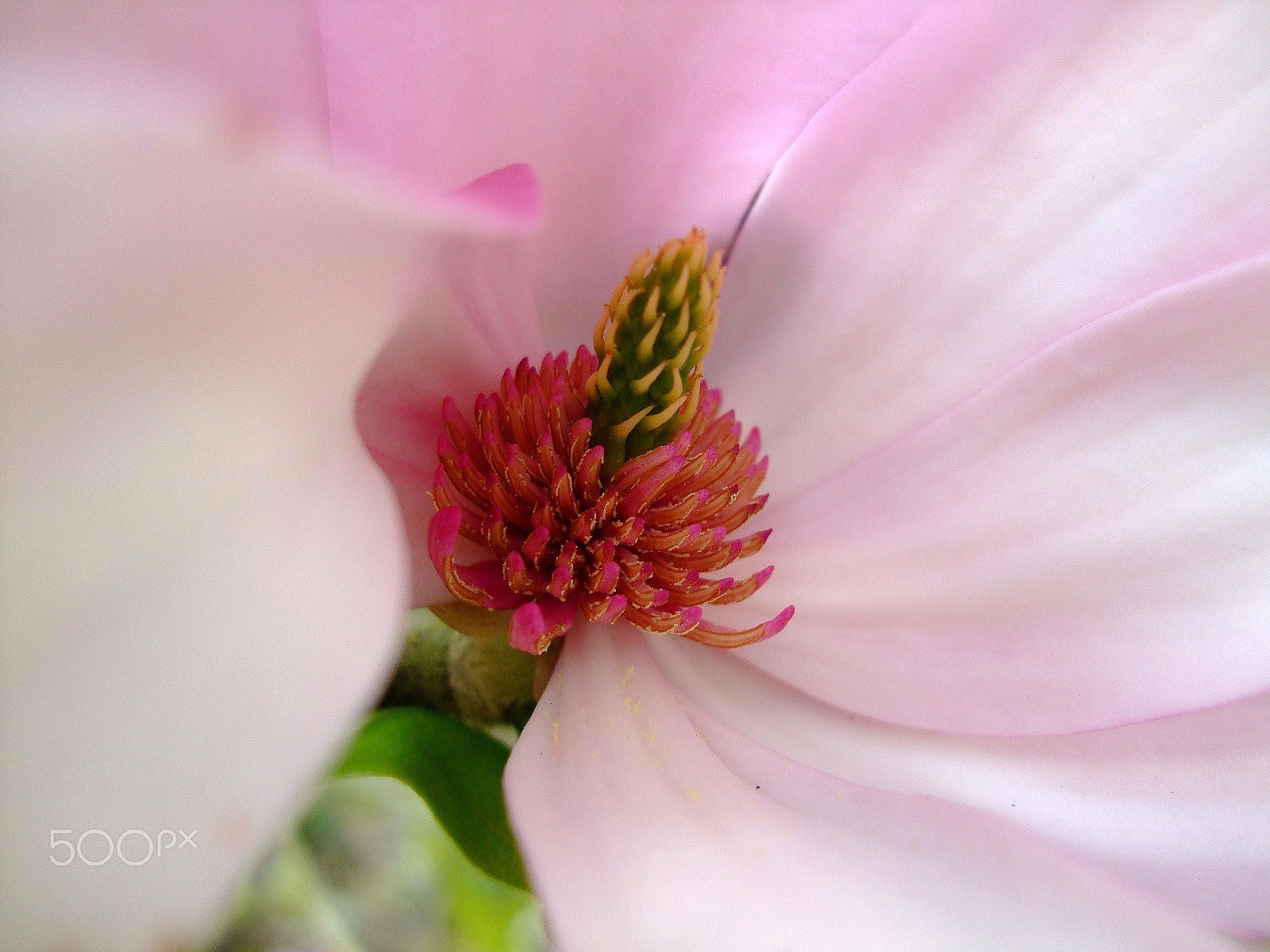 Fujifilm FinePix F40fd sample photo. Magnolia photography