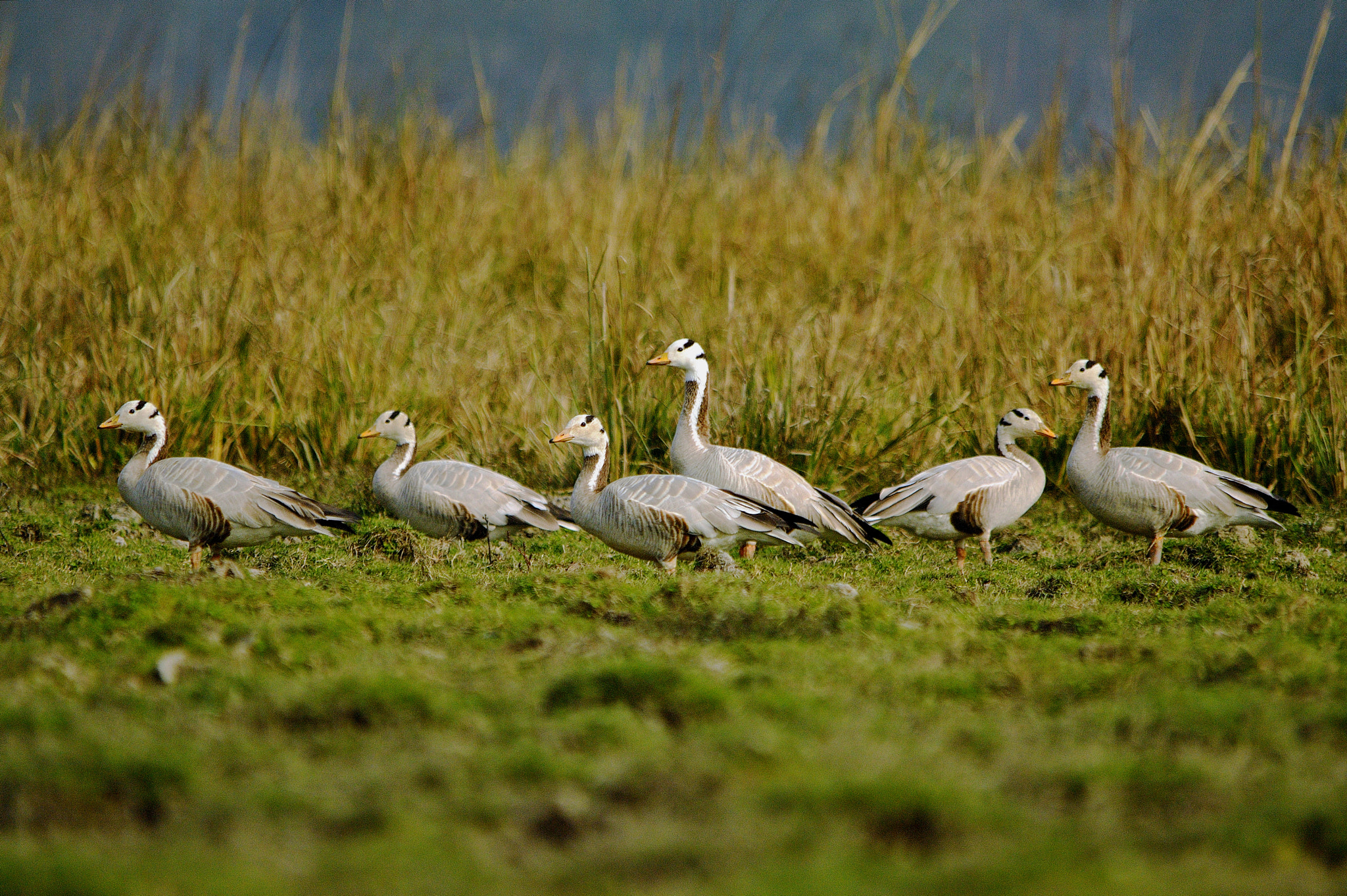 Nikon D3200 + Nikon AF Nikkor 180mm F2.8D ED-IF sample photo. Bar headed geese photography