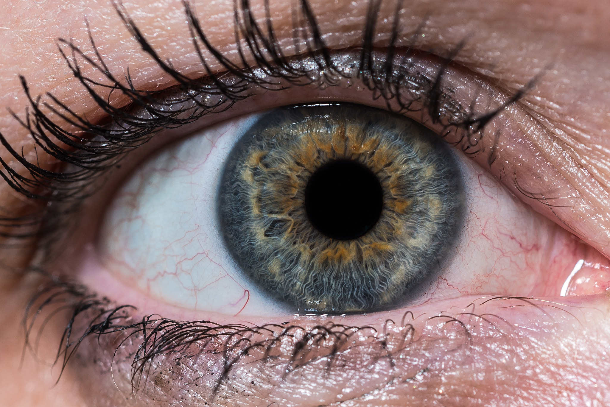 Nikon D750 + AF Micro-Nikkor 60mm f/2.8 sample photo. Eye macro photography