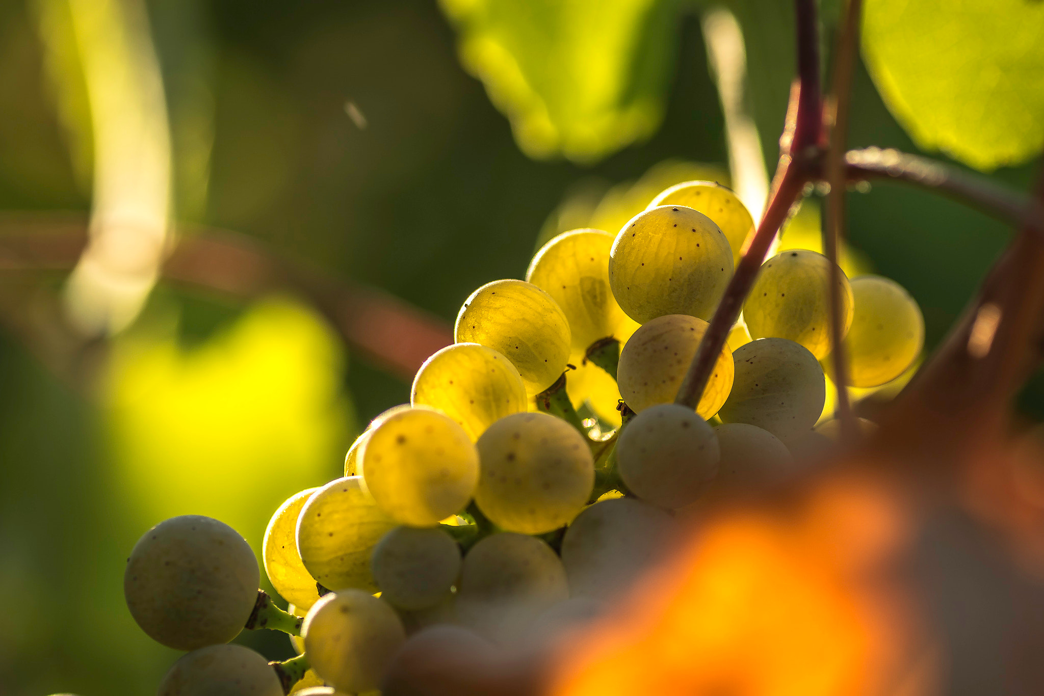 Tamron SP AF 90mm F2.8 Di Macro sample photo. Grappe de raisins photography