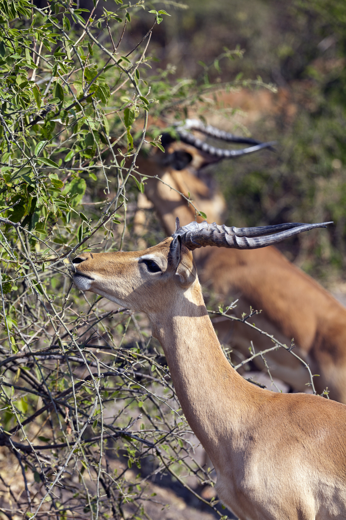 Canon EF 70-200mm F2.8L IS II USM sample photo. Feeding impala photography