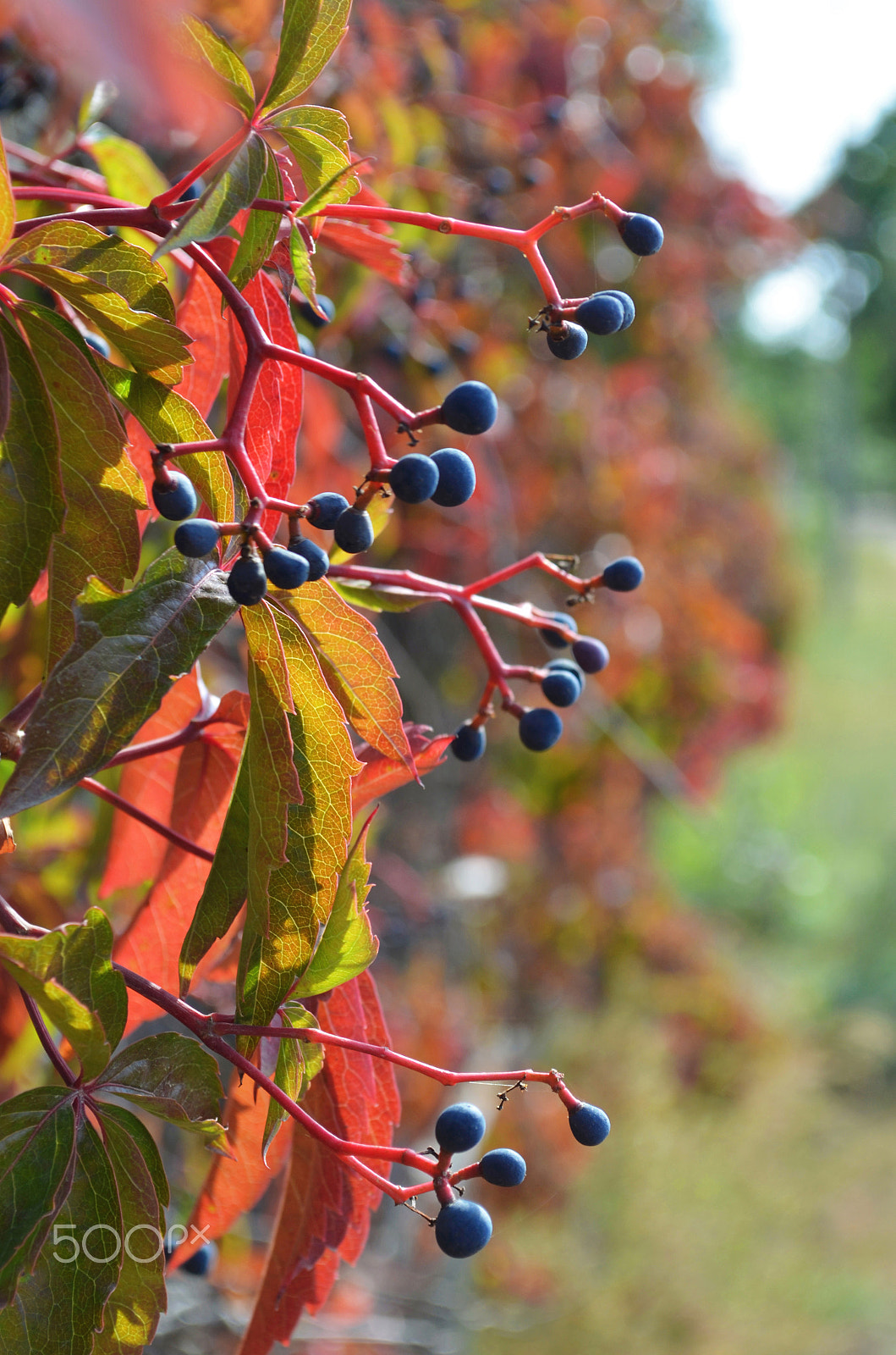 Nikon D5100 sample photo. Virginia creeper photography