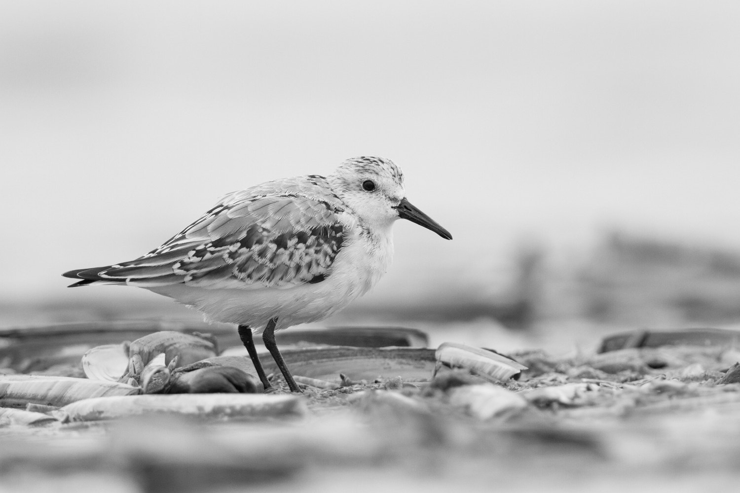 Canon EF 300mm F2.8L IS II USM sample photo. Sanderling photography