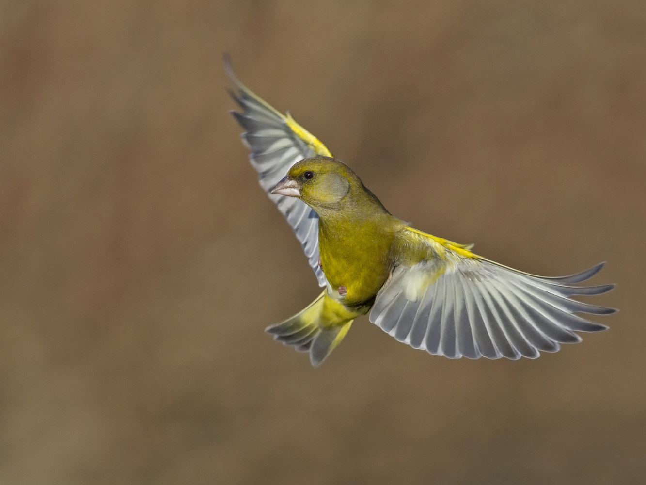 Canon EF 300mm F2.8L IS II USM sample photo. Wingspread photography