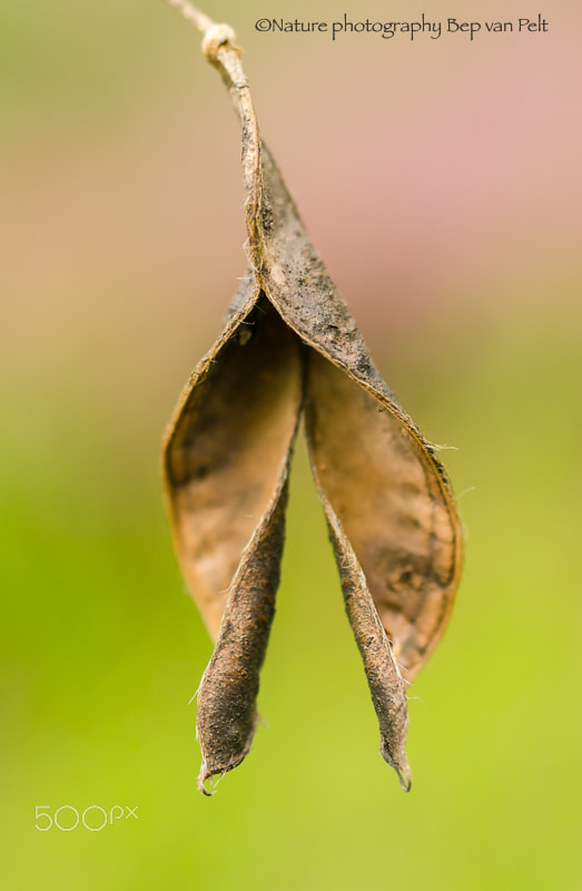 Nikon D7000 + Sigma 50mm F2.8 EX DG Macro sample photo. Life had been transmitted photography