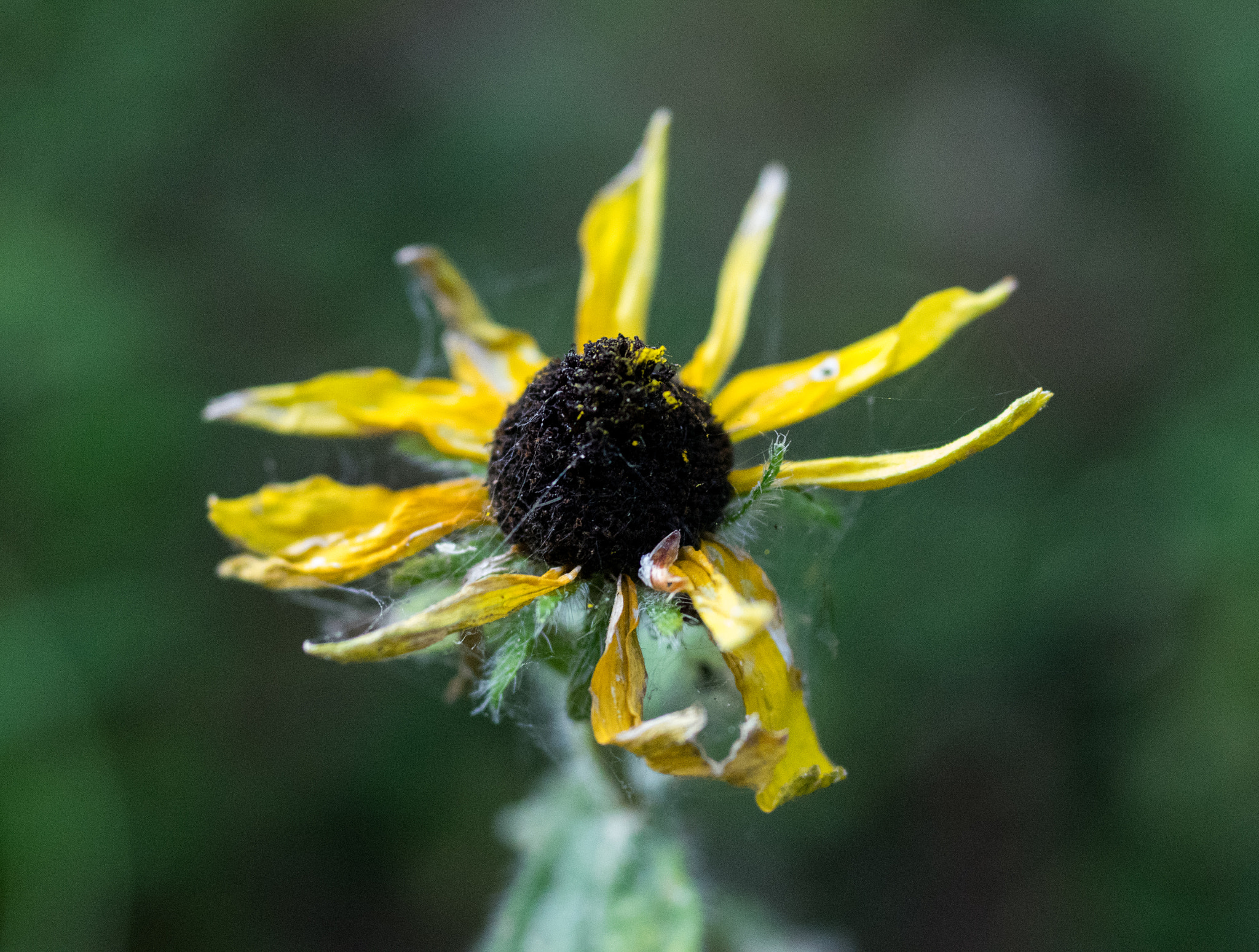 smc PENTAX-FA Macro 50mm F2.8 sample photo. Spent flower photography