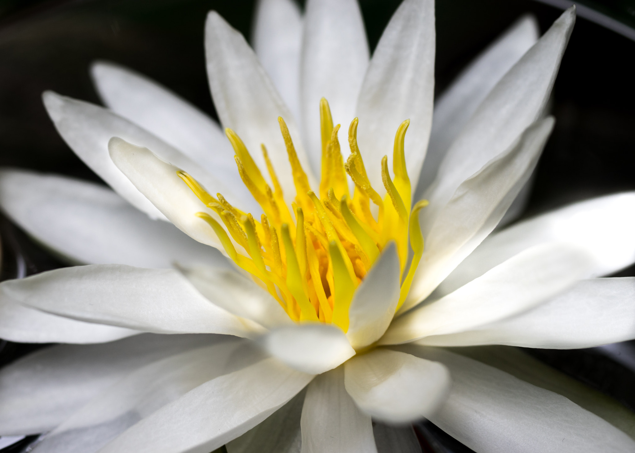 Pentax K-3 sample photo. Waterlily photography