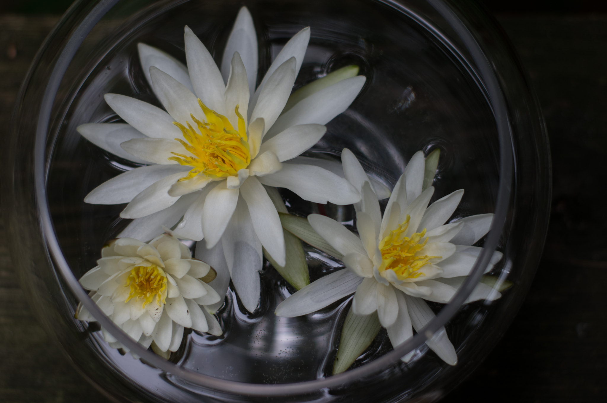 Pentax K-3 sample photo. Trio of waterlilies photography