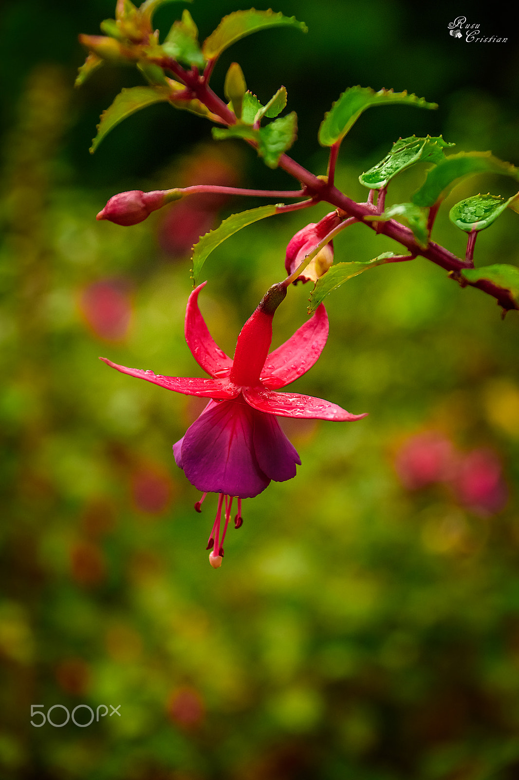 Sigma 28-300mm F3.5-6.3 DG Macro sample photo. Bell photography
