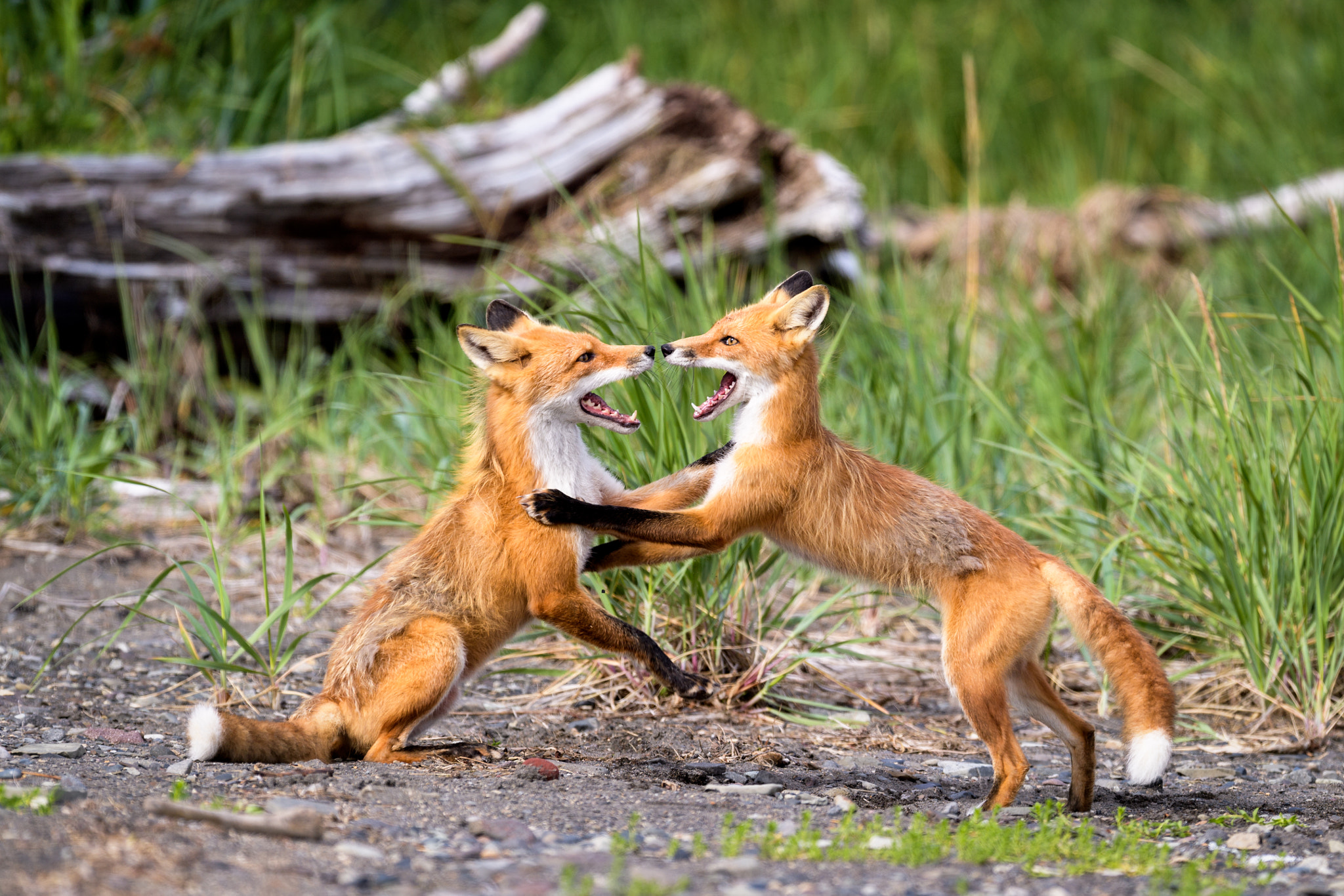 Nikon D5 + Nikon AF-S Nikkor 500mm F4G ED VR sample photo. Summer of love in alaska photography