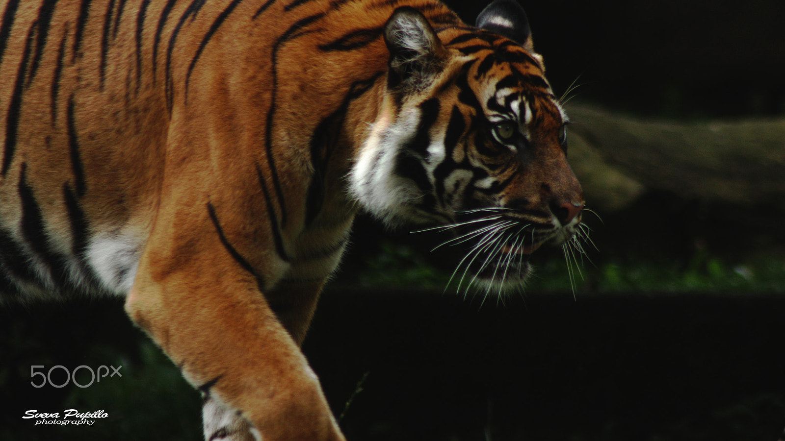 Canon EOS 450D (EOS Rebel XSi / EOS Kiss X2) sample photo. Tiger's eyes. photography