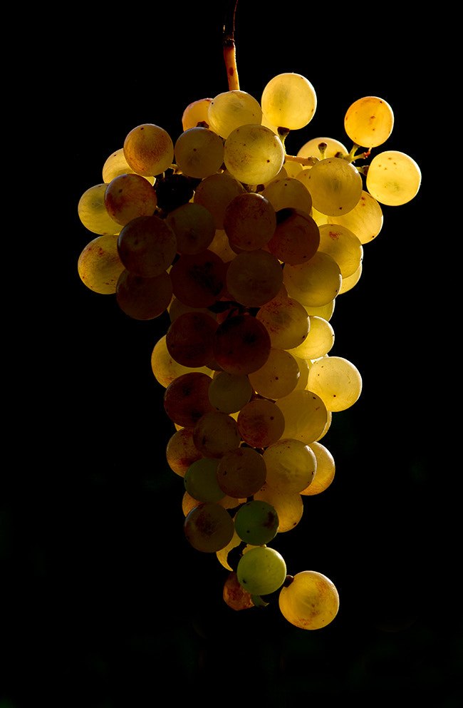 Pentax K20D + smc PENTAX-FA Macro 100mm F2.8 sample photo. Grape light photography