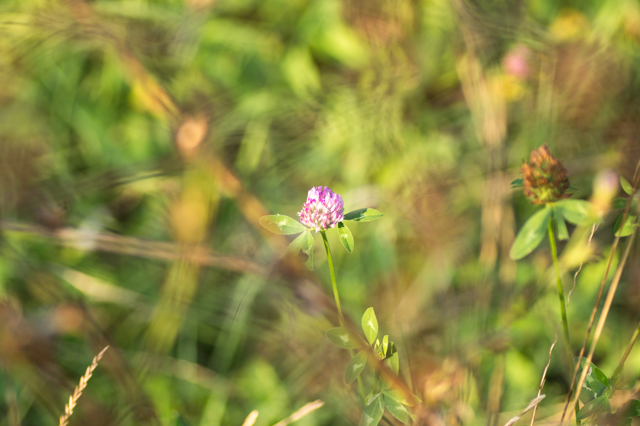 Canon EOS 700D (EOS Rebel T5i / EOS Kiss X7i) + Tamron SP AF 90mm F2.8 Di Macro sample photo. Flower clover photography