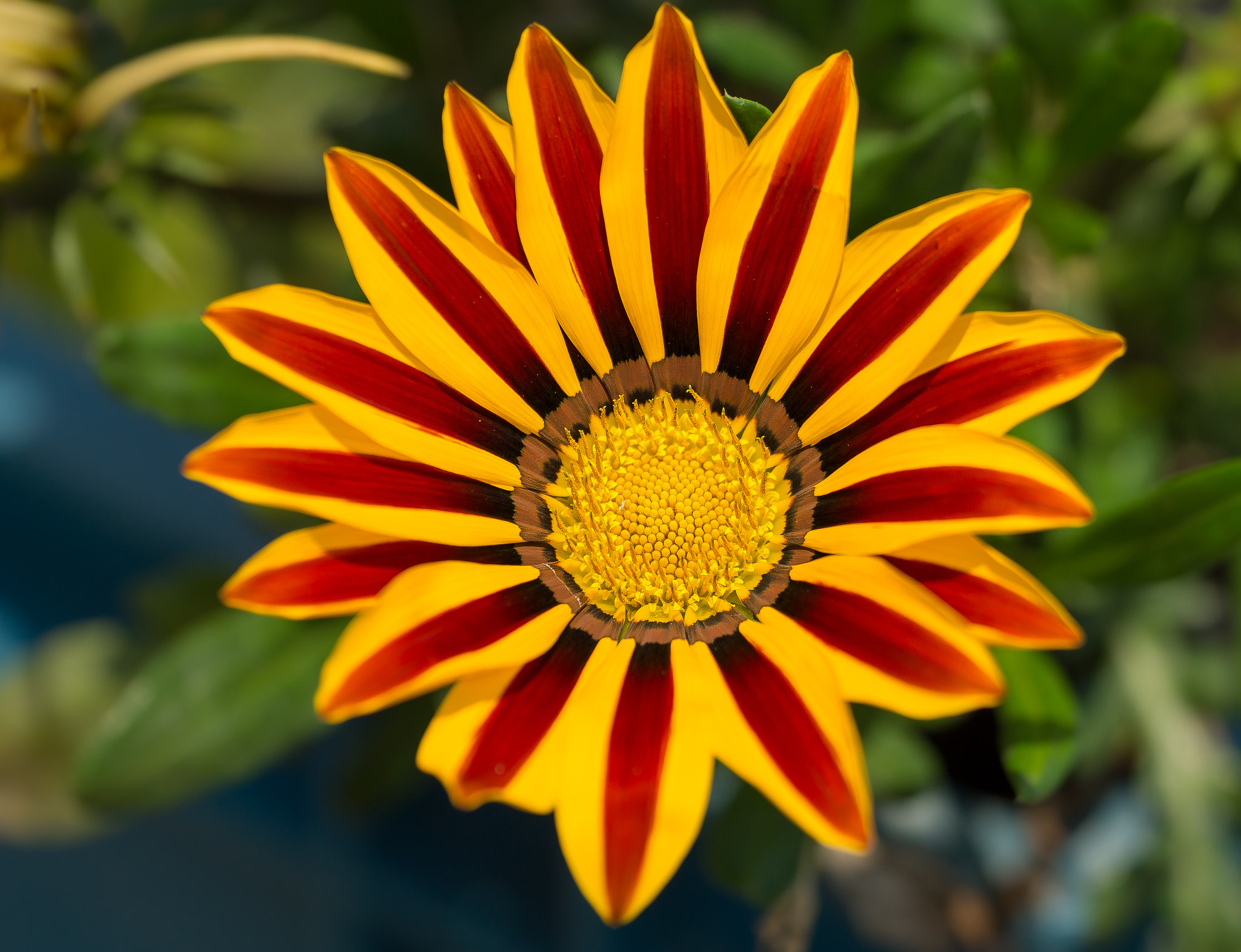 Sony SLT-A77 + Sigma 70-200mm F2.8 EX DG Macro HSM II sample photo. Gazania. photography