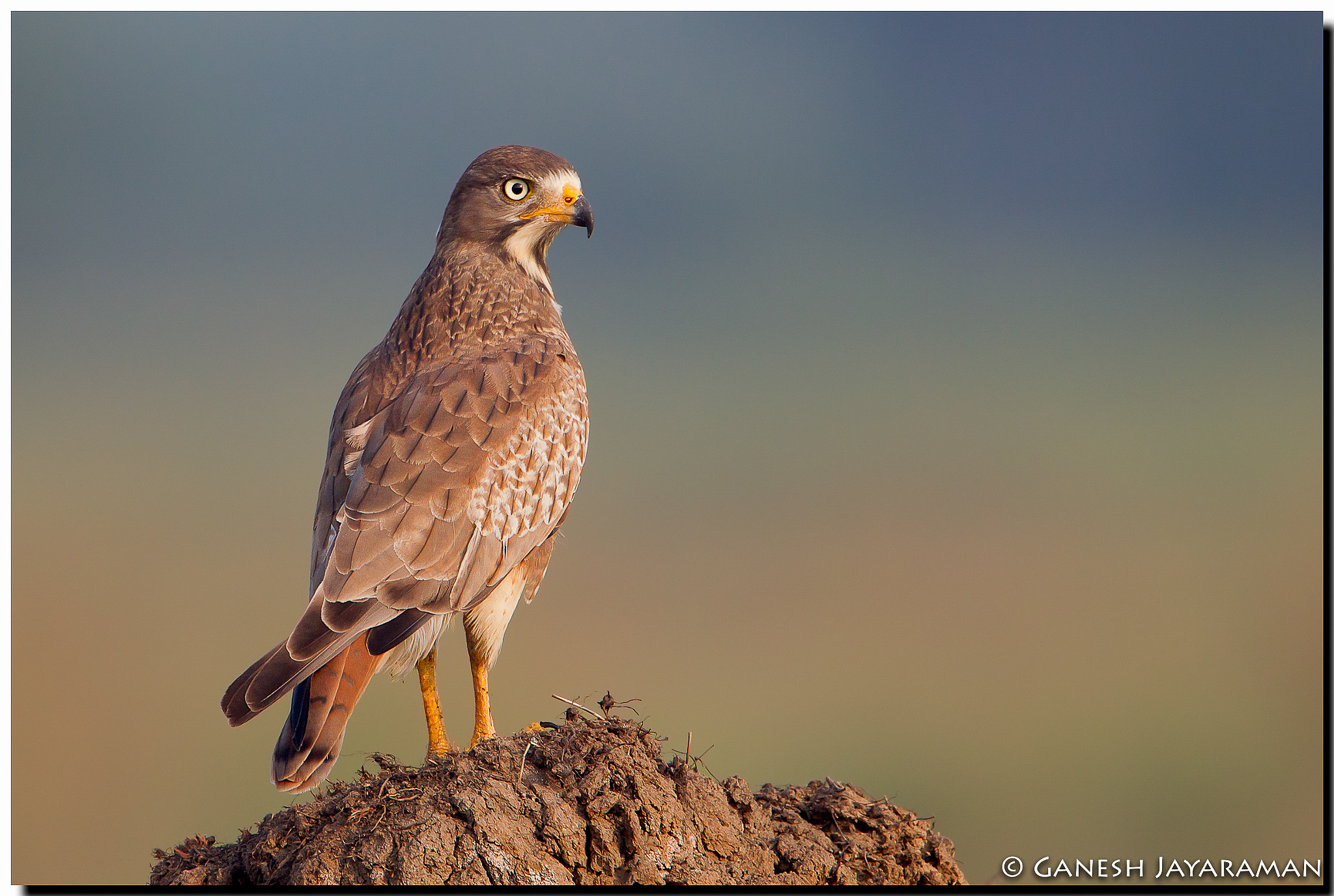 Canon EF 500mm F4L IS USM sample photo. White-eyed buzzard (butastur teesa) photography