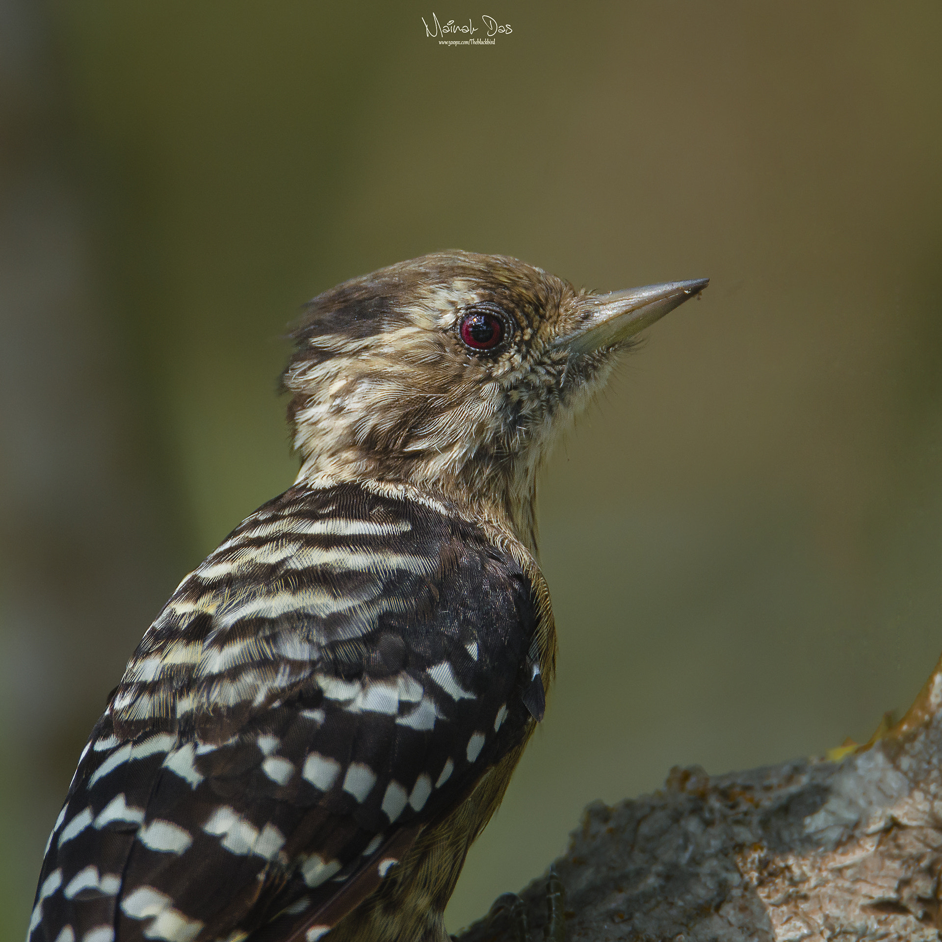Nikon D5100 sample photo. Grey headed pygmy woodpecker photography