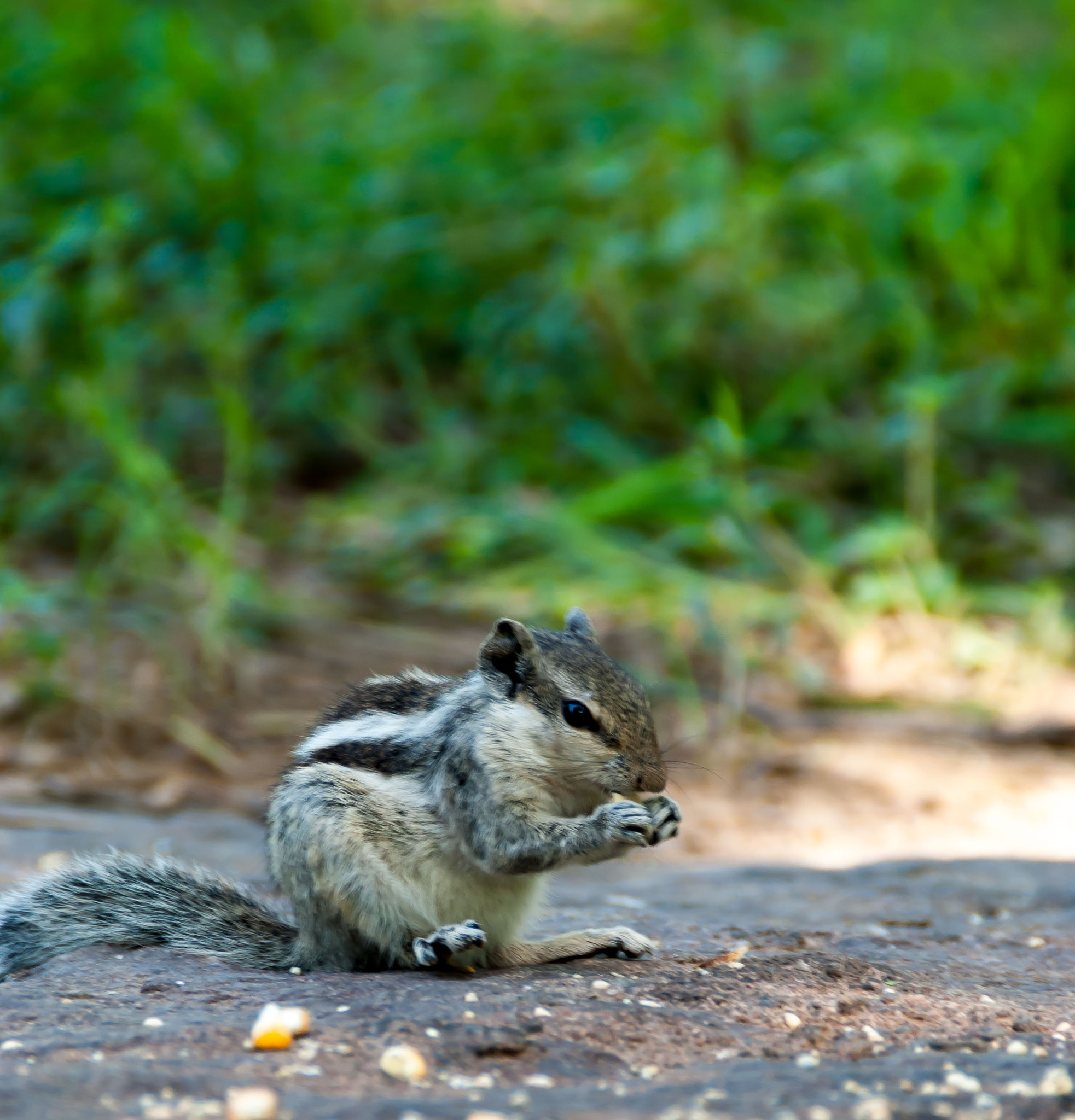Nikon D3000 sample photo. Squarrel having breakfast photography
