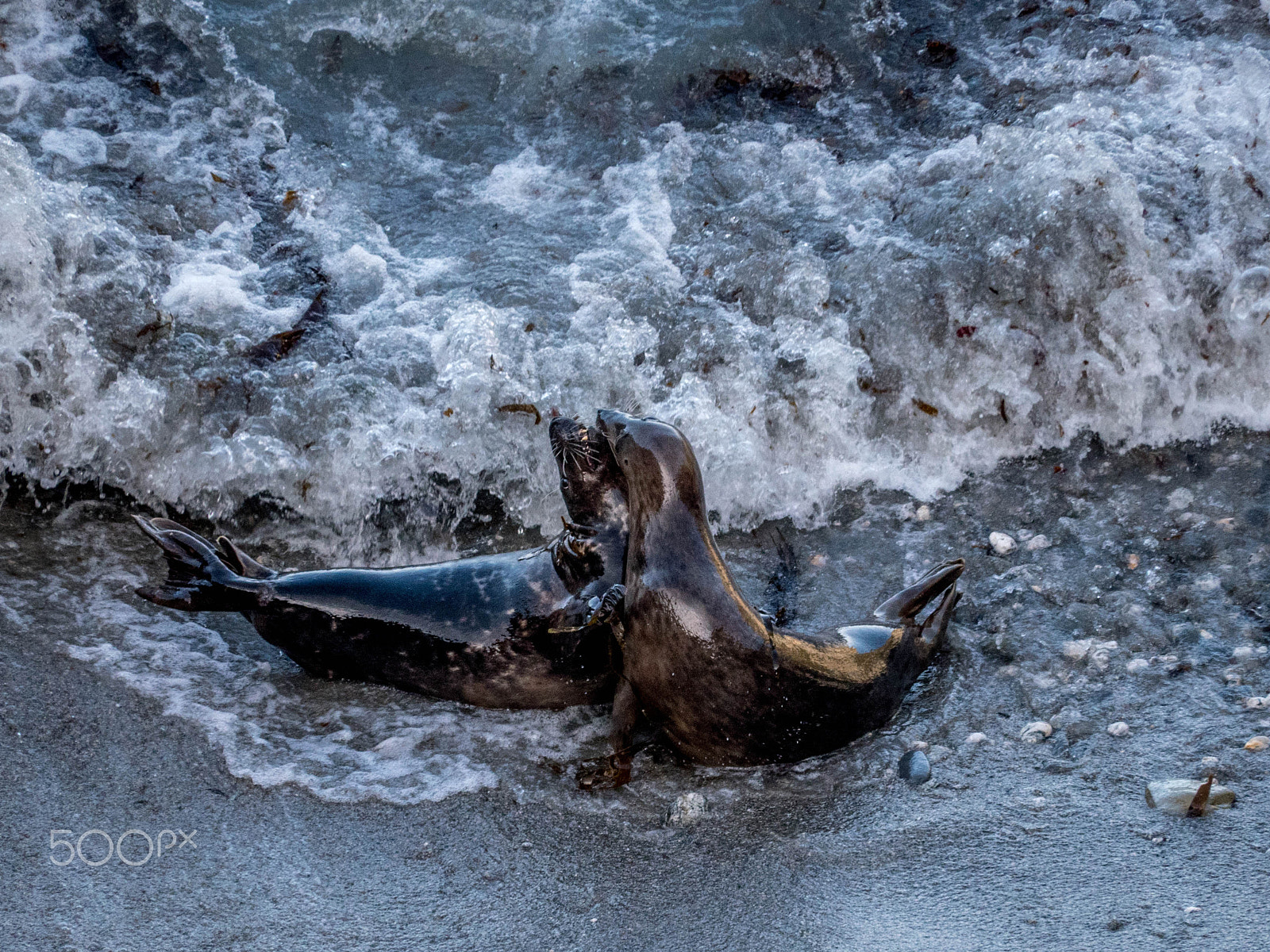 Panasonic Lumix DMC-GX8 sample photo. Seals 3 photography