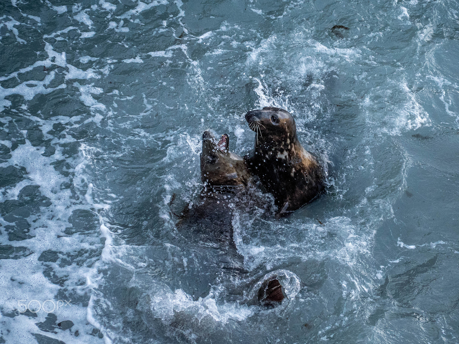 Panasonic Lumix DMC-GX8 sample photo. Seals 2 photography