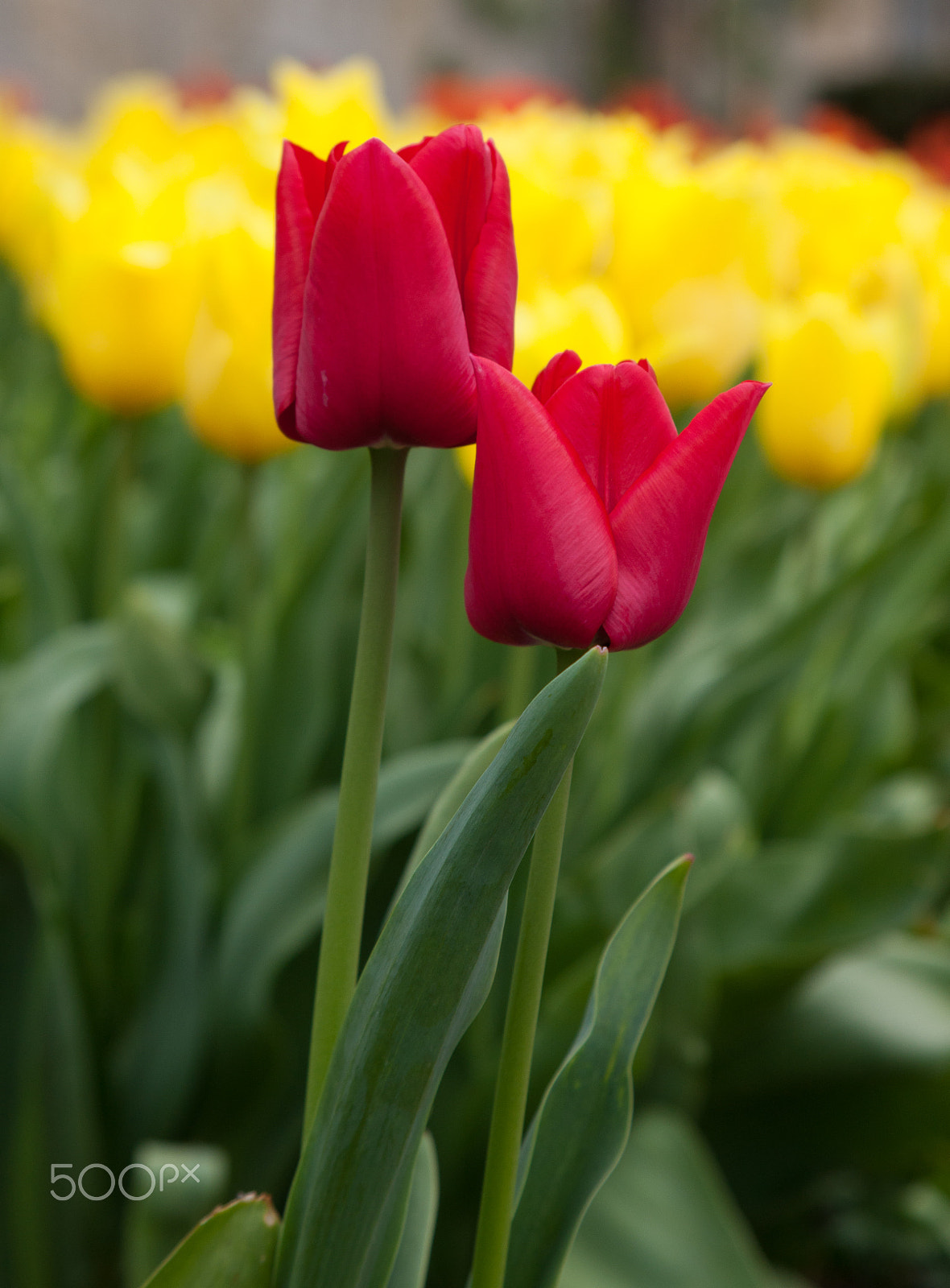 Canon EOS-1Ds Mark III + Canon EF 28-105mm f/3.5-4.5 USM sample photo. Red tulips photography