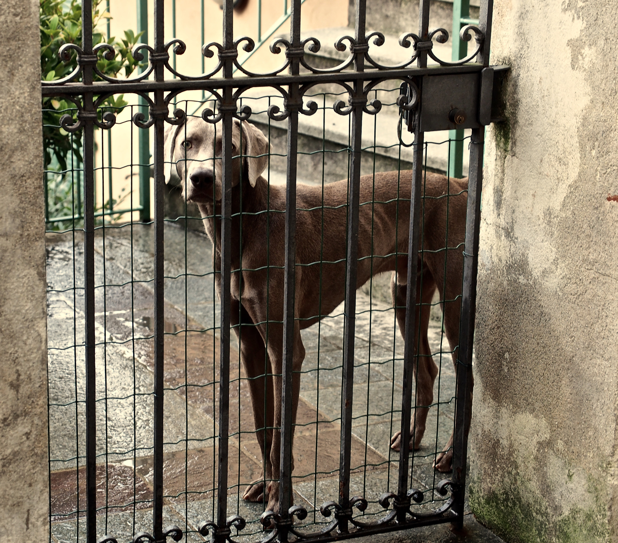 Panasonic Lumix G X Vario 12-35mm F2.8 ASPH Power OIS sample photo. Weimaraner photography